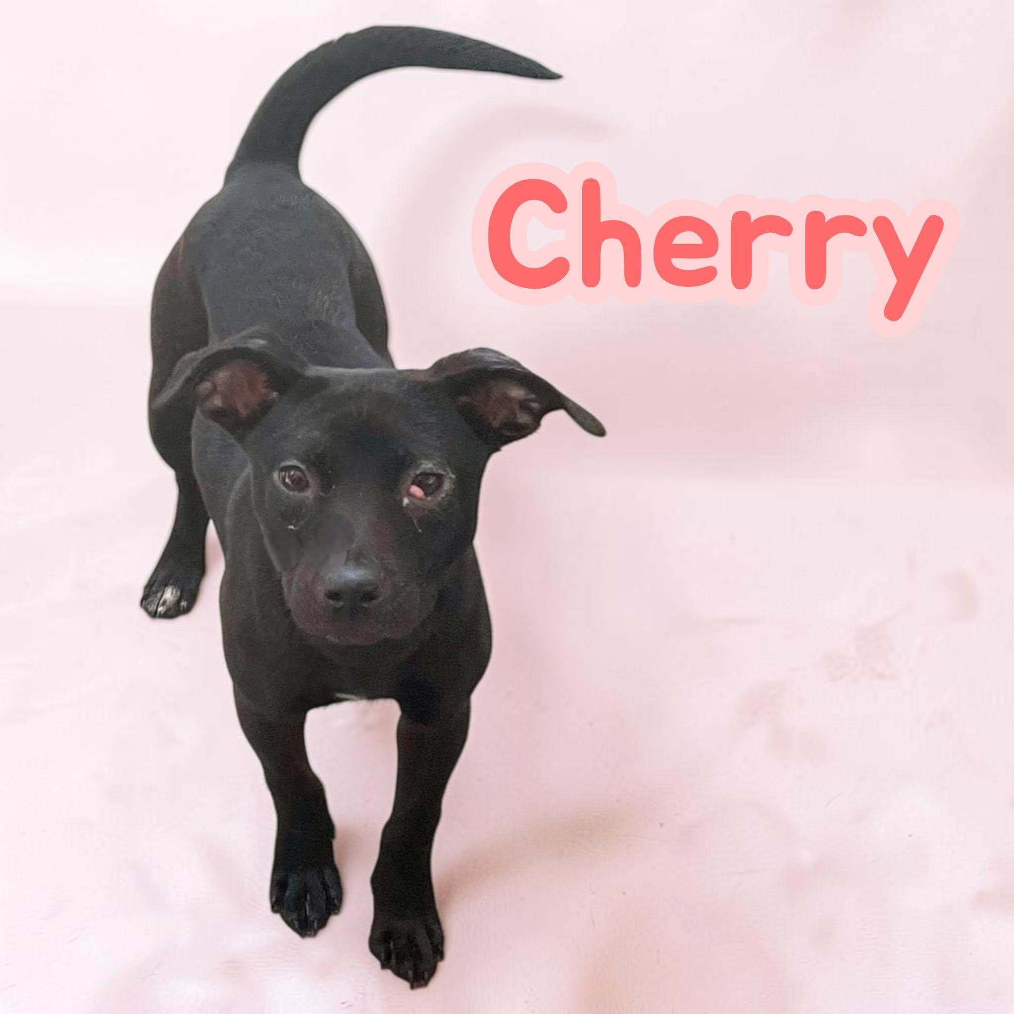 Enlarge Cherry, a Adoptable mixed breed in Greenwich, CT image 1/2