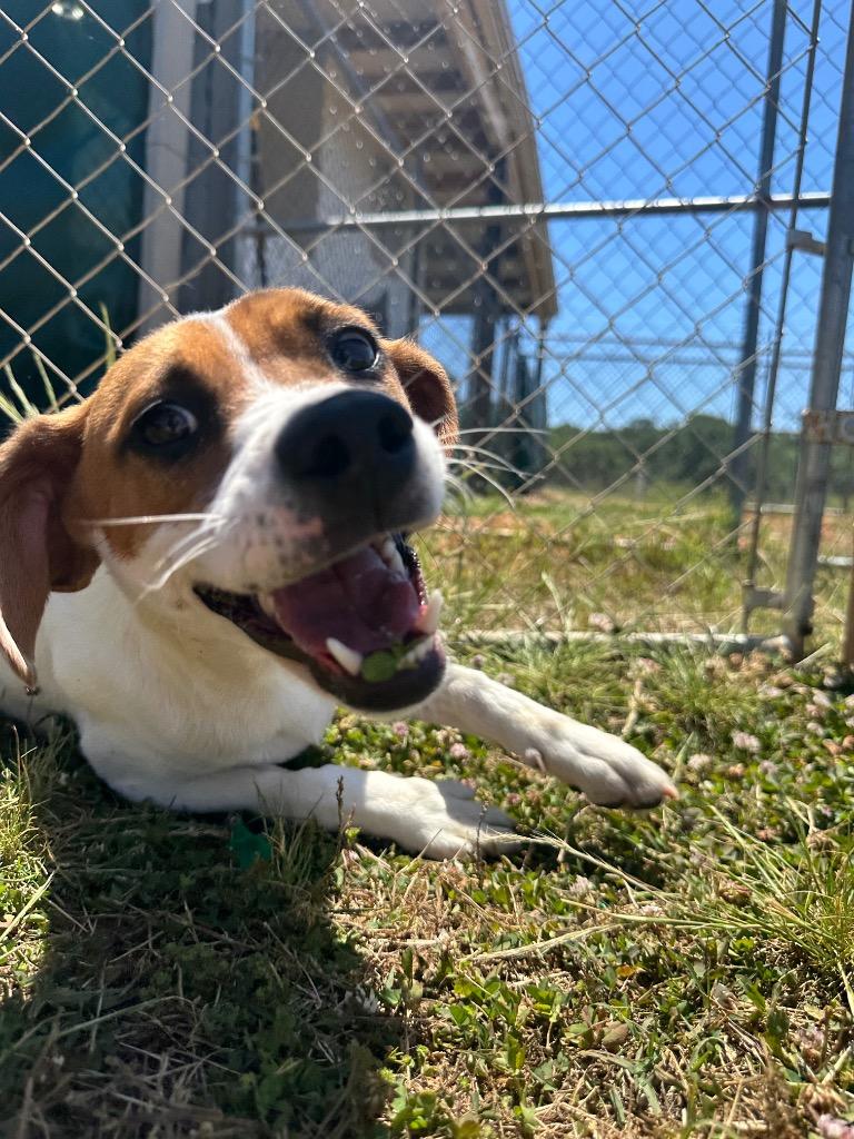 Enlarge Loretta, a Adoptable mixed breed in Lavonia, GA image 1/3