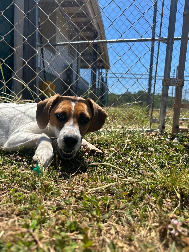 Enlarge Loretta, a Adoptable mixed breed in Lavonia, GA image 2/3