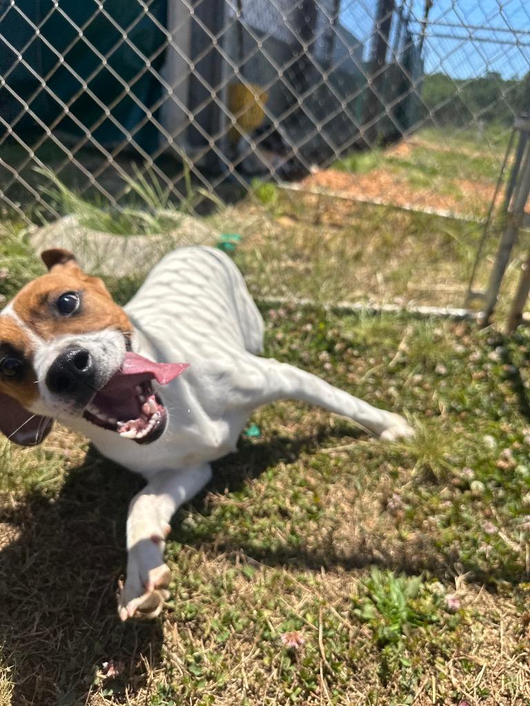 Enlarge Loretta, a Adoptable mixed breed in Lavonia, GA image 3/3