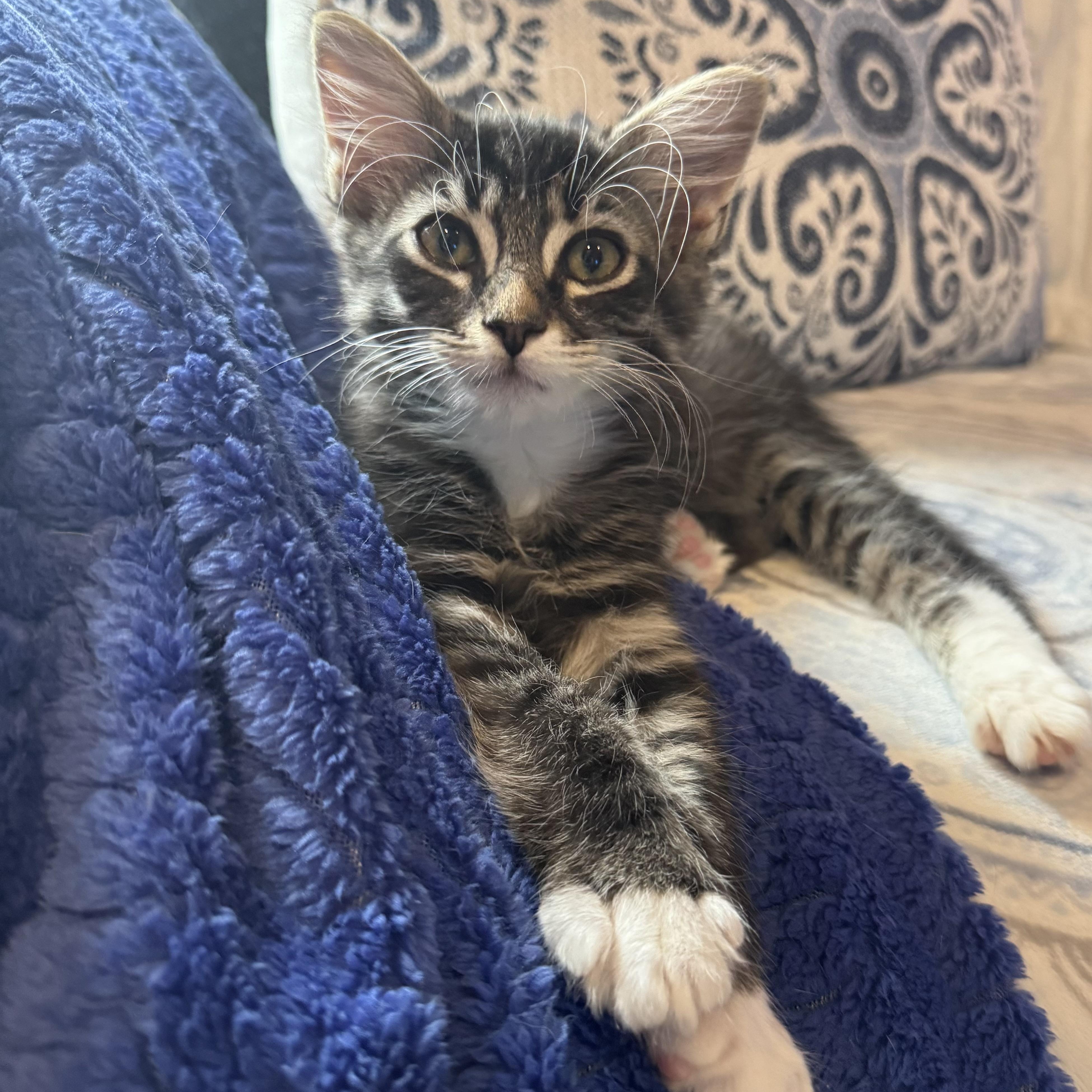 Landon (bonded to Lance)