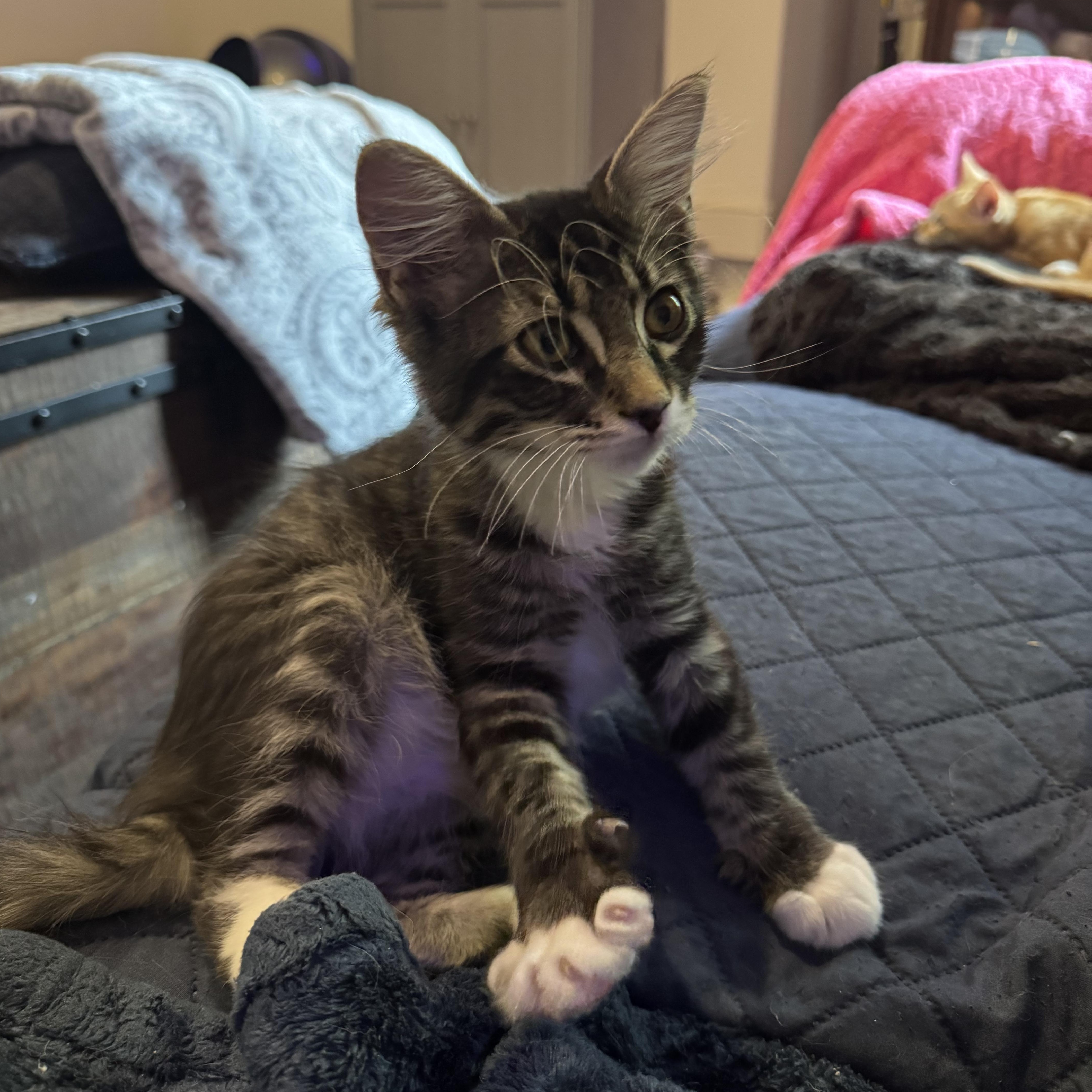 Landon (bonded to Lance)
