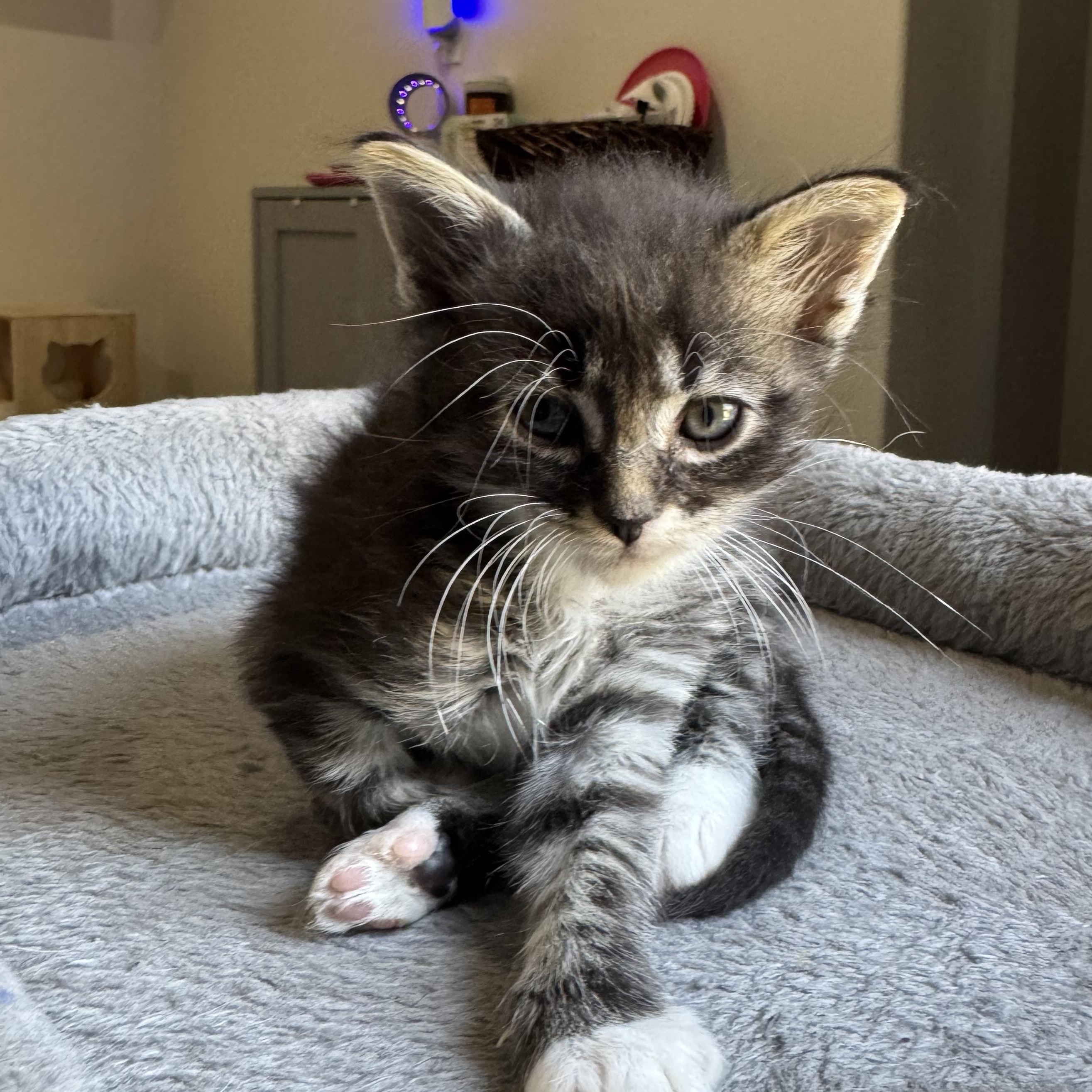 Landon (bonded to Lance)