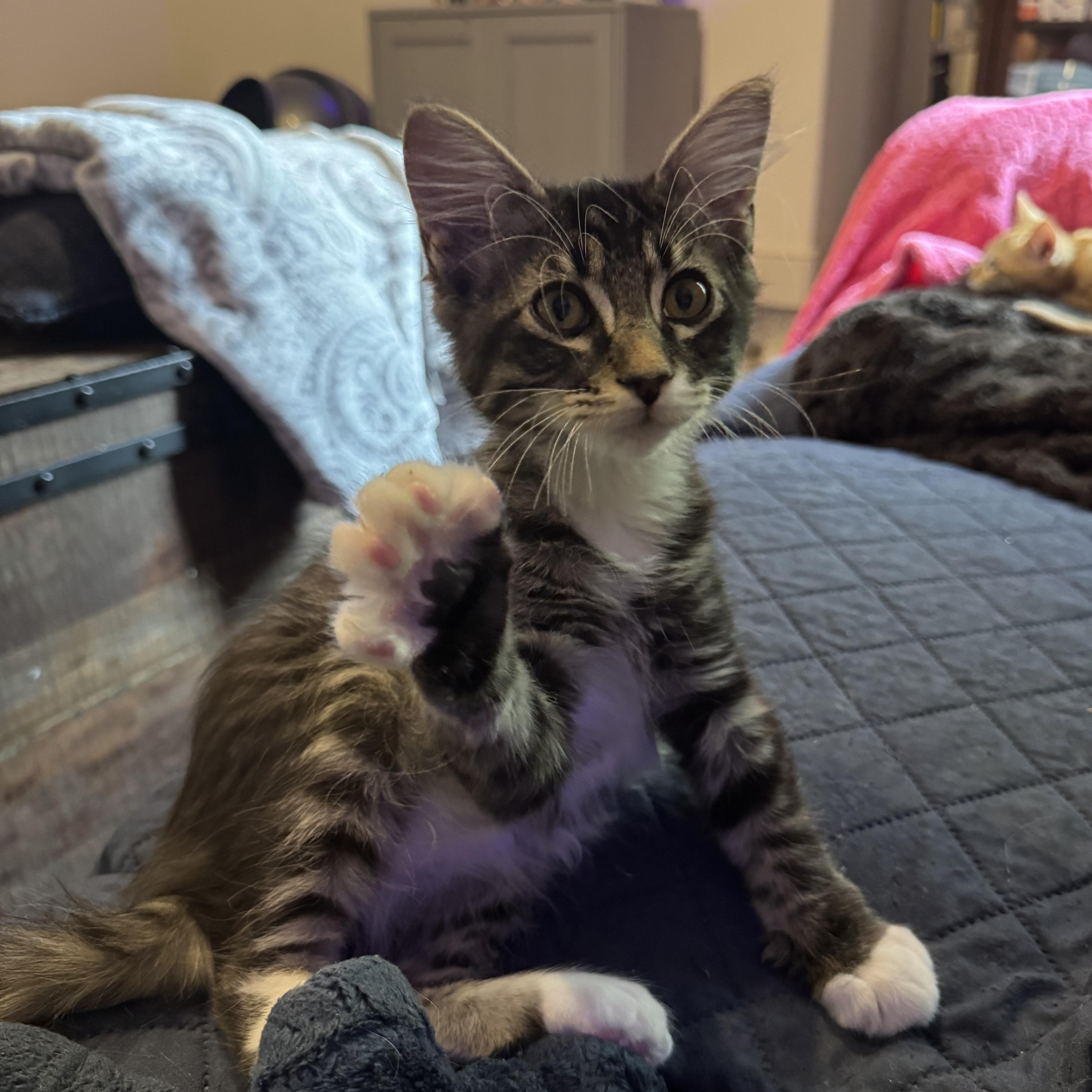 Landon (bonded to Lance)