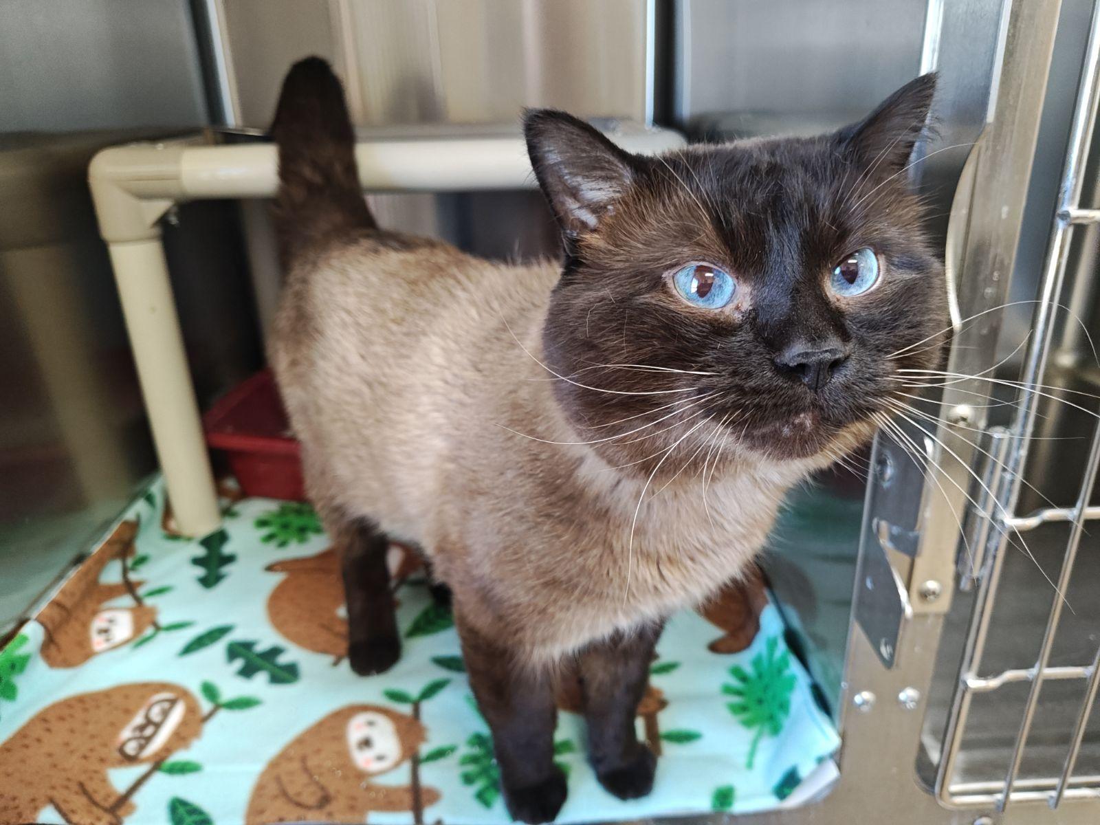 Enlarge Abbra & Dabbra- Bonded Pair, a Adoptable Domestic Short Hair in Wahpeton, ND image 2/2