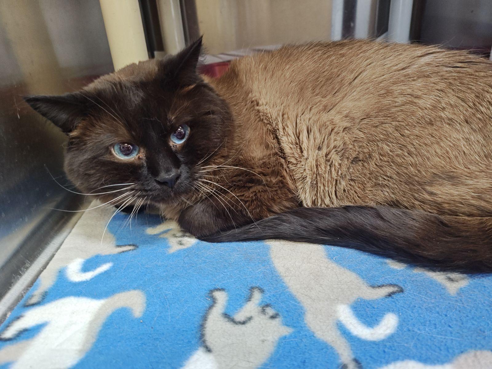 Enlarge Abbra & Dabbra- Bonded Pair, a Adoptable Domestic Short Hair in Wahpeton, ND image 1/2