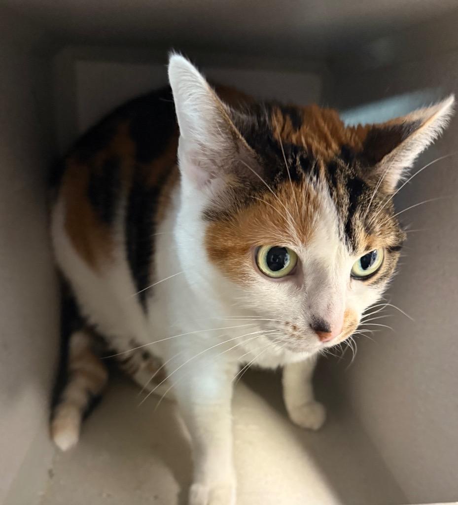 Kallie, Adoptable, Adult Female Domestic Short Hair.