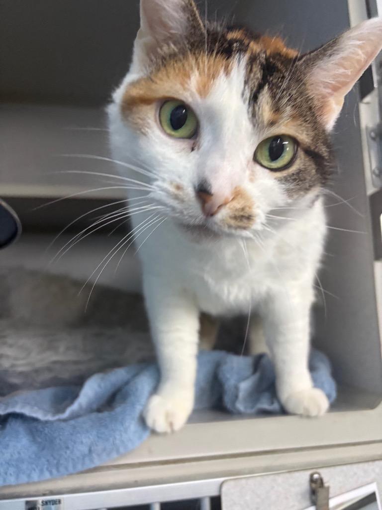 Enlarge Kallie, a Adoptable mixed breed in Greencastle, IN image 2/2