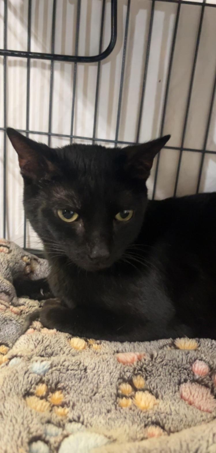 MORTICIA, ADOPTABLE, Adult Female Domestic Short Hair.