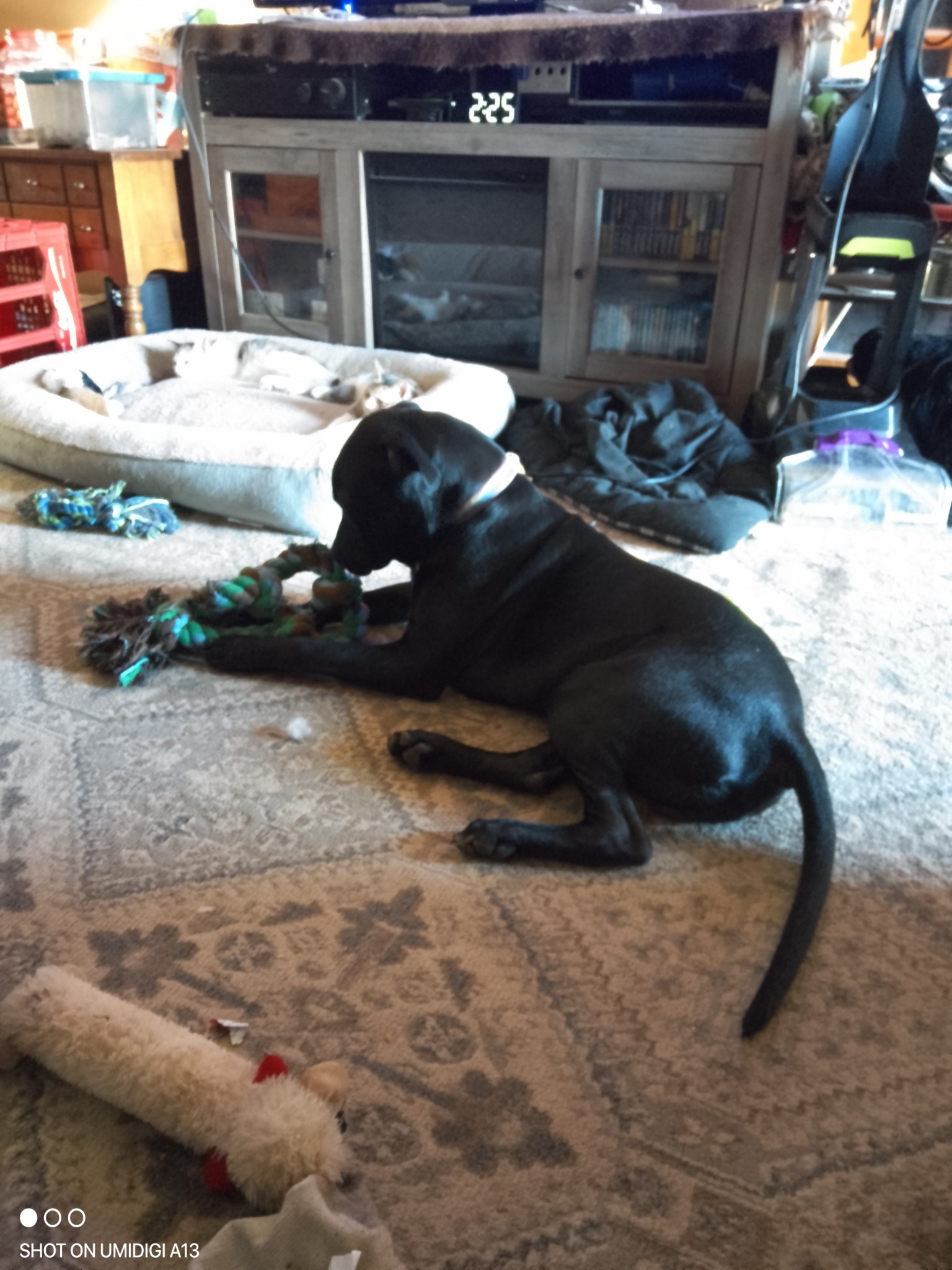 Gary, a Adoptable mixed breed in Choctaw, OK image 1/5