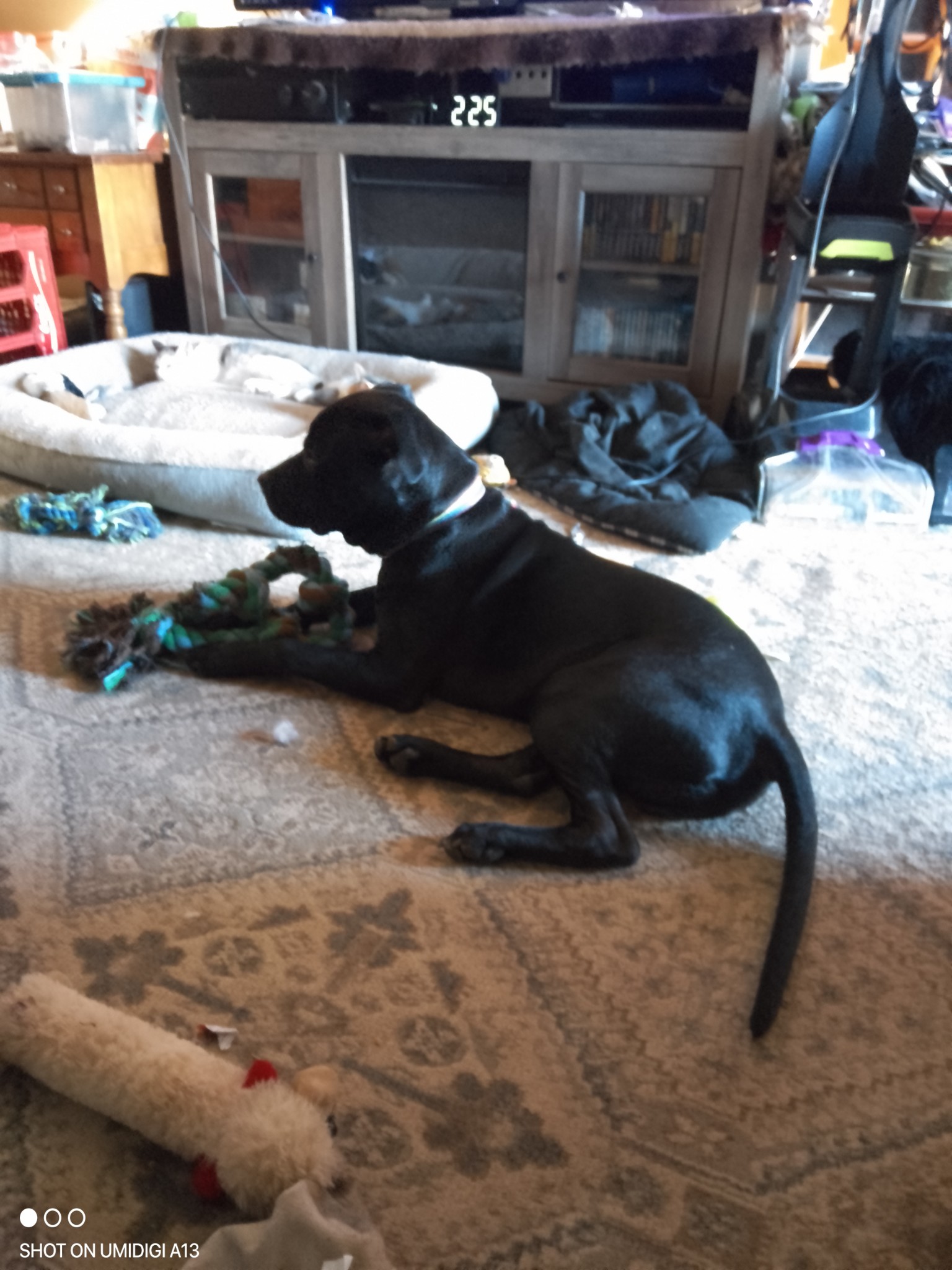 Gary, a Adoptable mixed breed in Choctaw, OK image 2/5