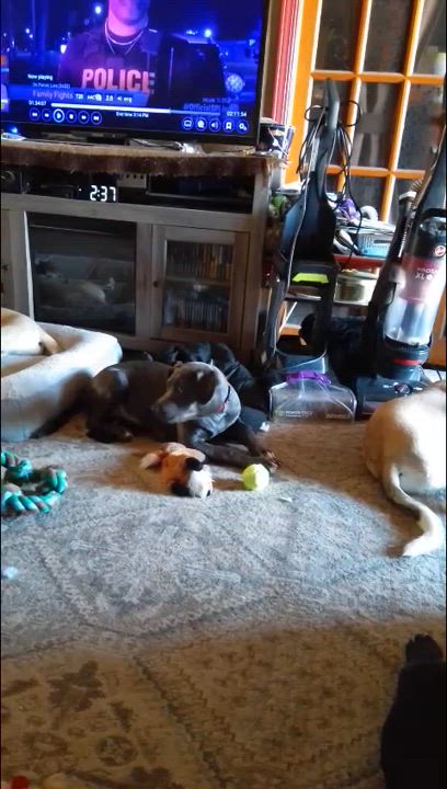 Enlarge Gary, a Adoptable mixed breed in Choctaw, OK video 5/5