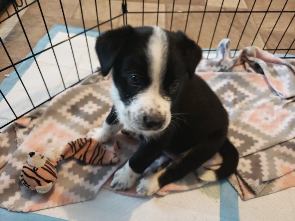 Enlarge Sammy, a Adoptable Mixed Breed in Poplar Bluff, MO image 1/6