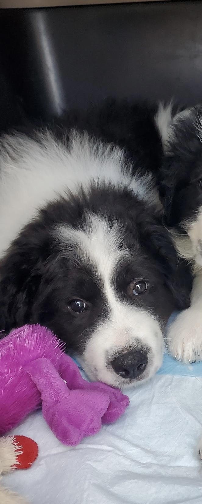 Clara, ADOPTABLE, Puppy Female Great Pyrenees.