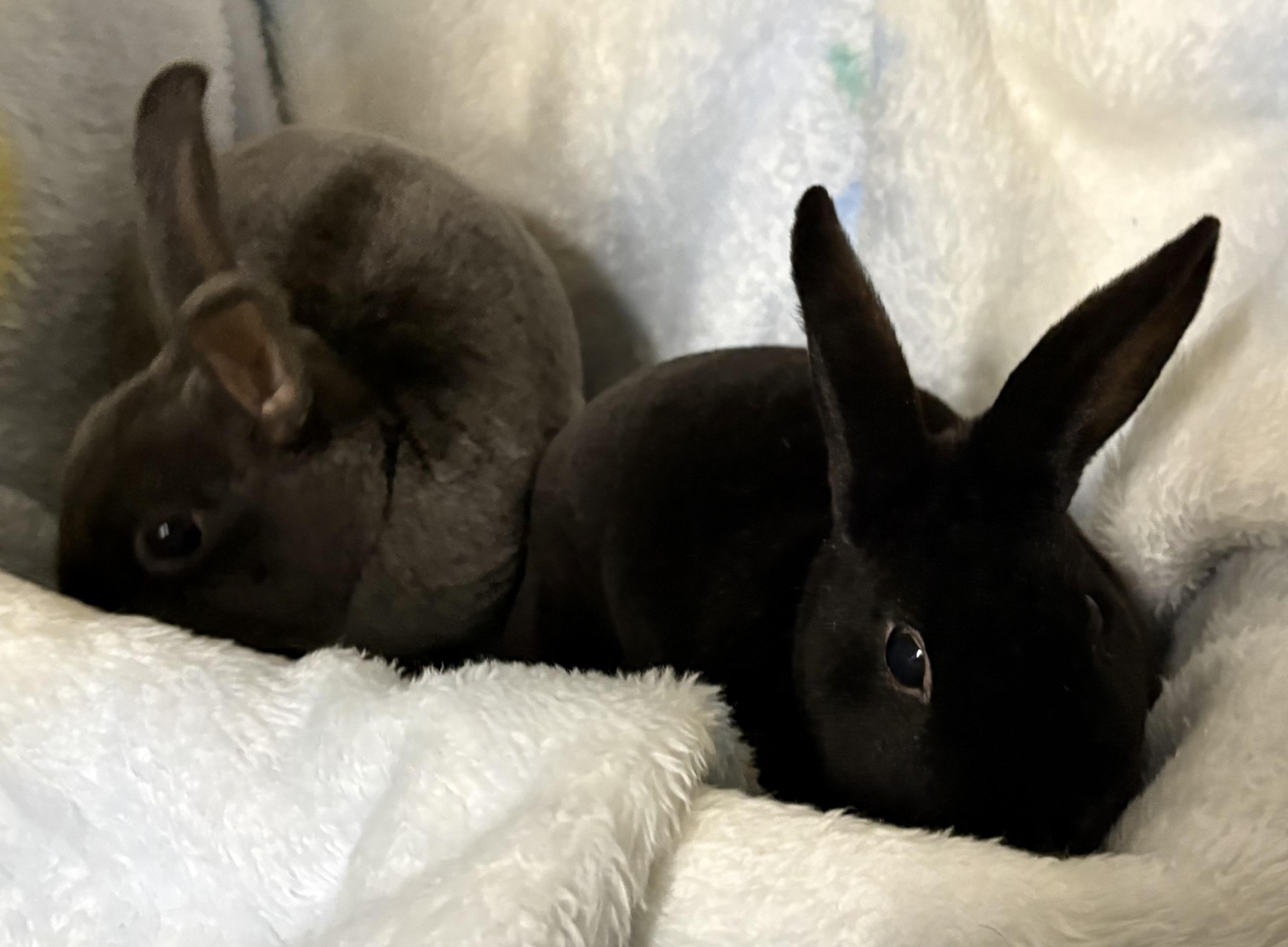 Draco & Gus, Adoptable, Young Male Mini Rex.