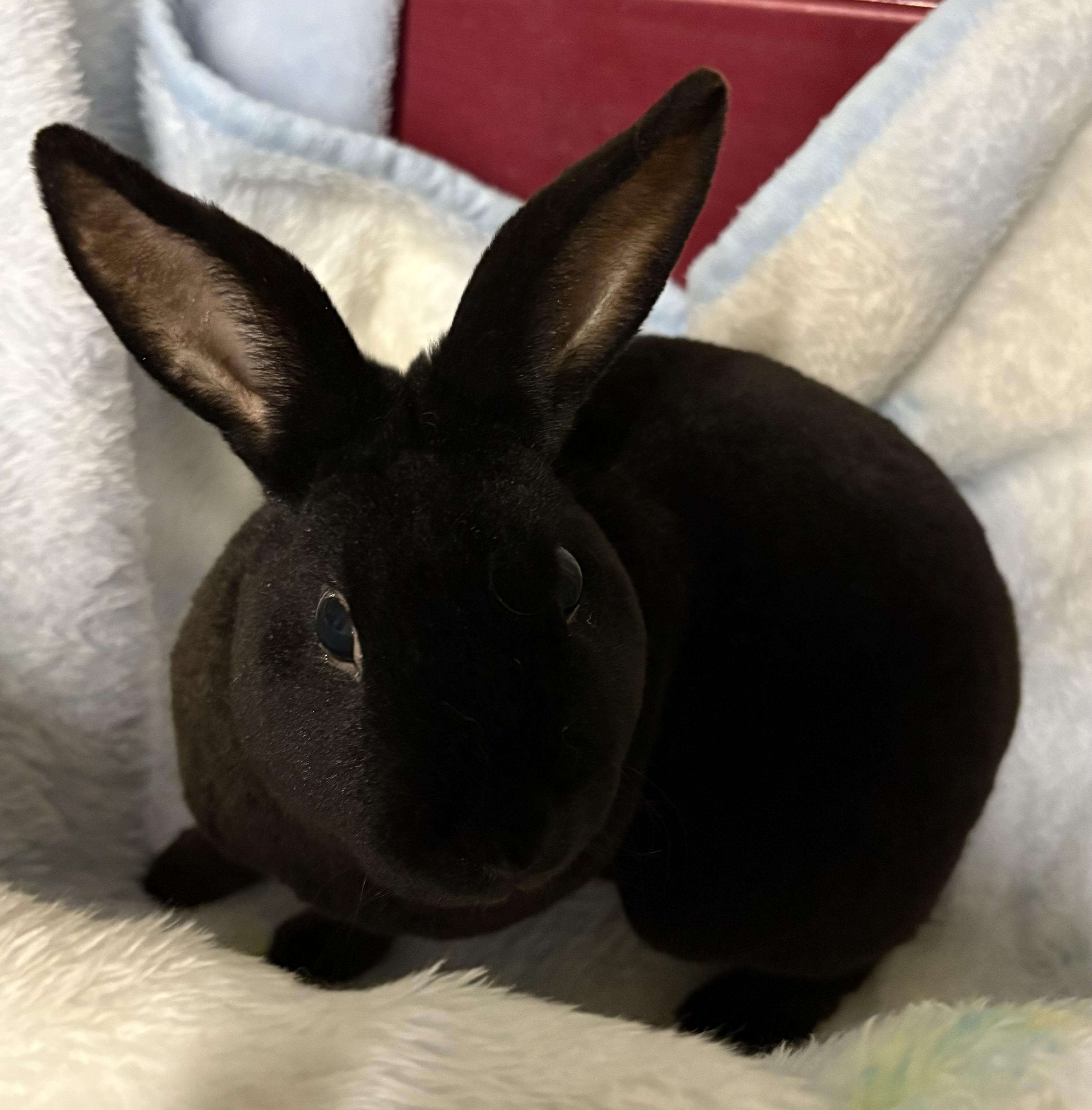 Enlarge Draco & Gus, a Adoptable Mini Rex in Mansfield, CT image 3/3