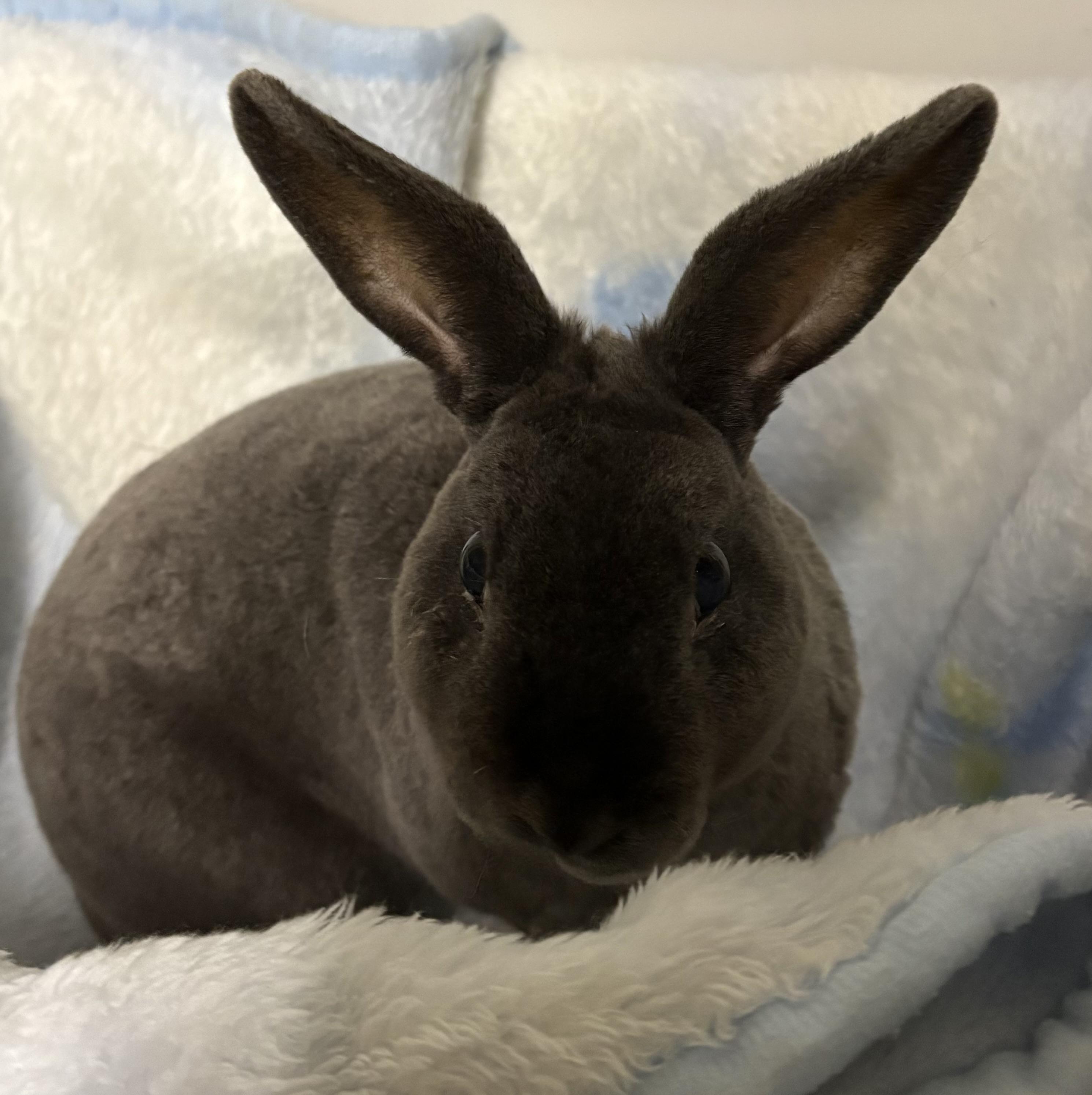 Enlarge Draco & Gus, a Adoptable Mini Rex in Mansfield, CT image 2/3