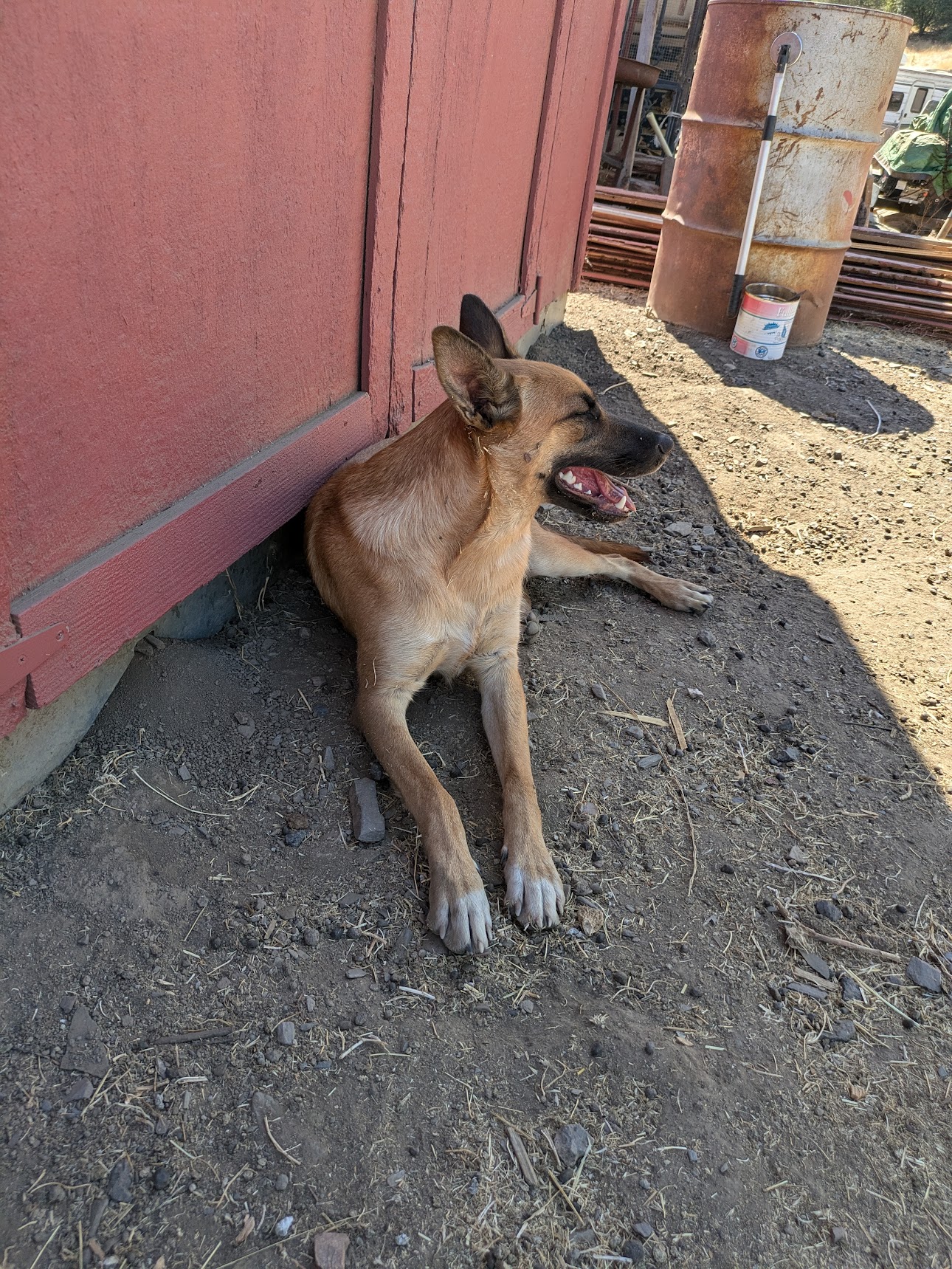 Waffles, an adoptable Belgian Shepherd / Malinois in Sonora, CA, 95370 | Photo Image 1