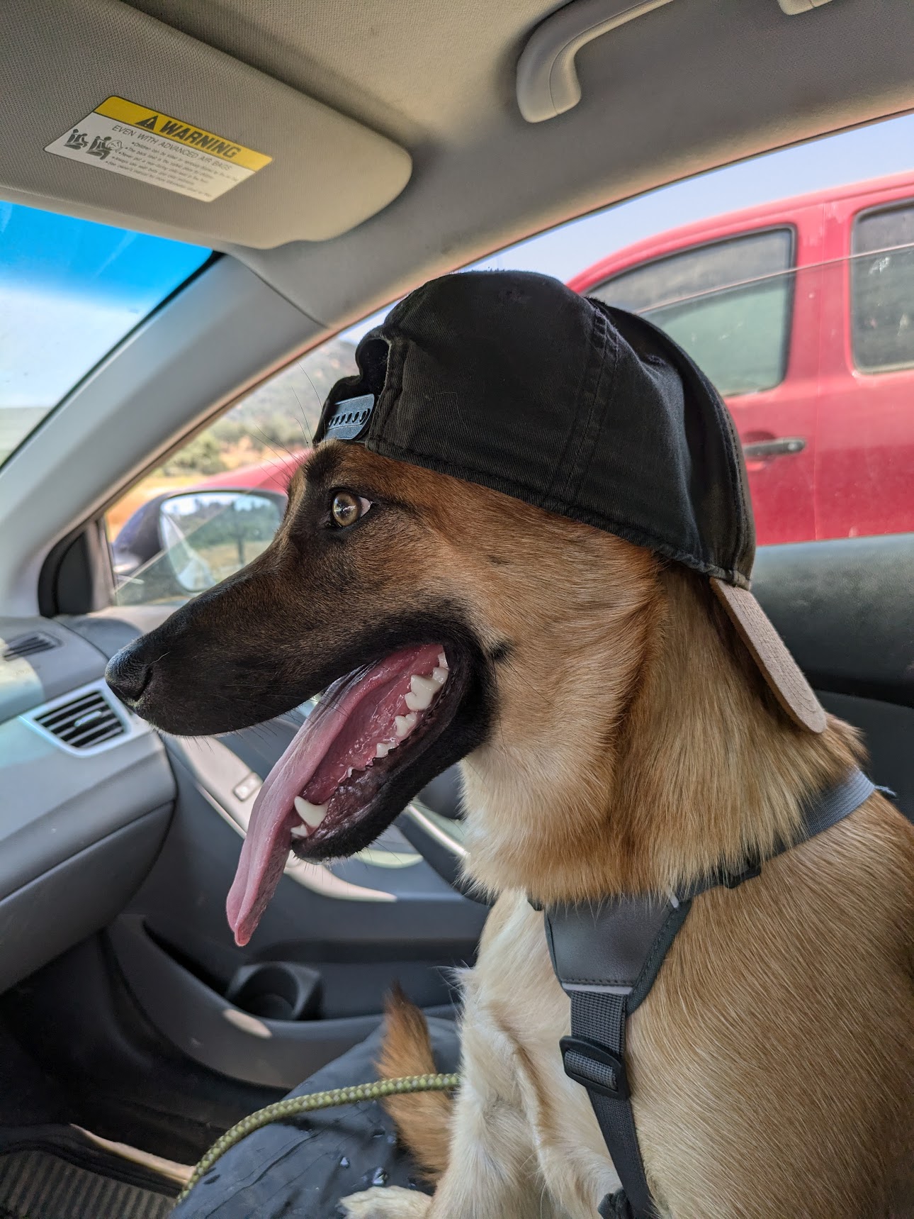 Waffles, an adoptable Belgian Shepherd / Malinois in Sonora, CA, 95370 | Photo Image 3