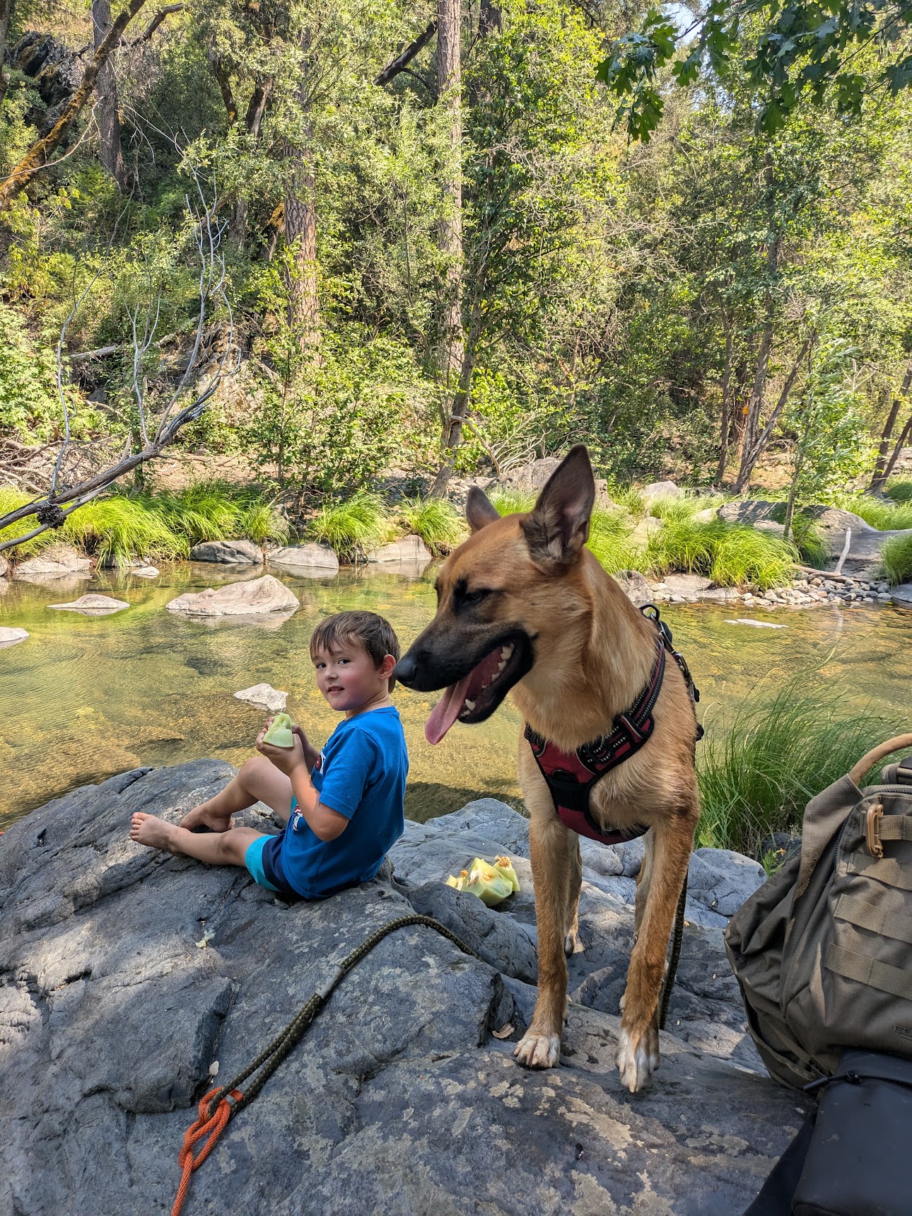 Waffles, an adoptable Belgian Shepherd / Malinois in Sonora, CA, 95370 | Photo Image 4