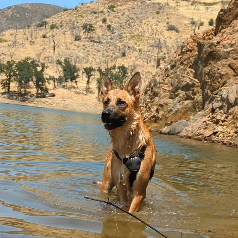 Waffles, an adoptable Belgian Shepherd / Malinois in Sonora, CA, 95370 | Photo Image 2