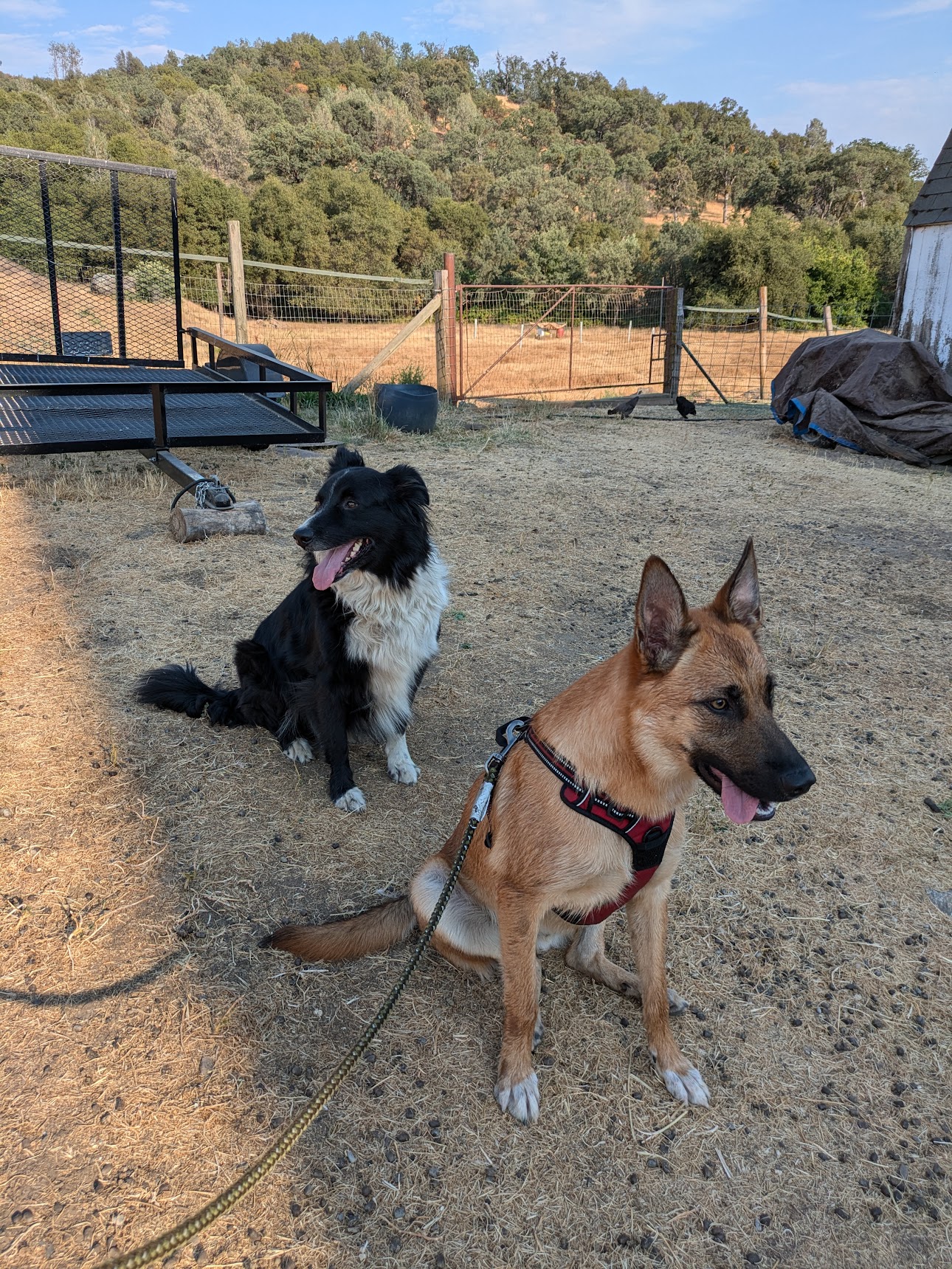 Waffles, an adoptable Belgian Shepherd / Malinois in Sonora, CA, 95370 | Photo Image 5