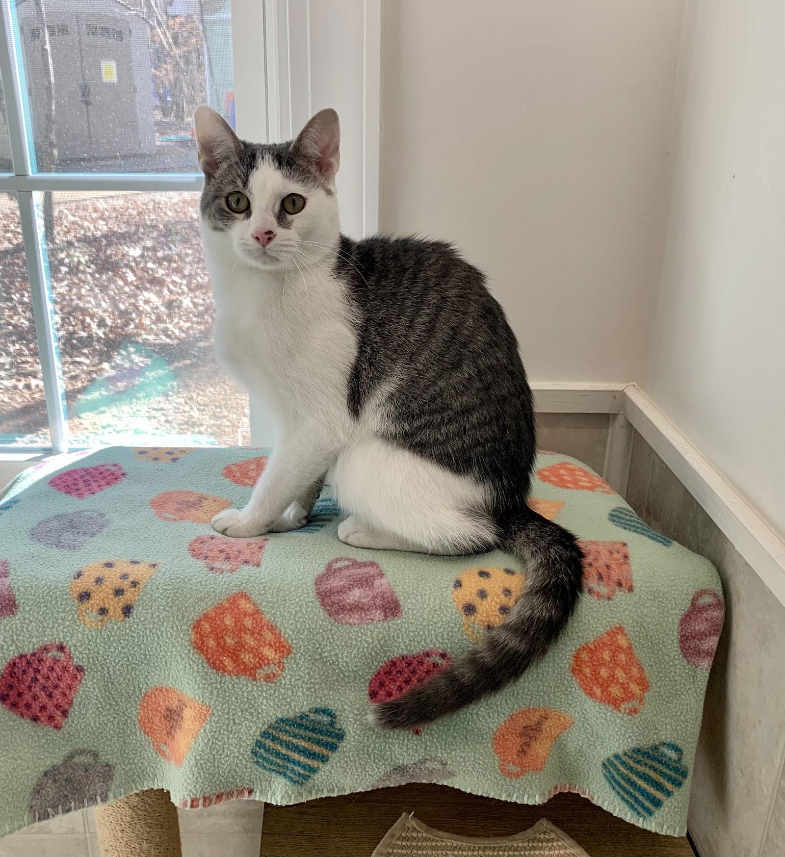 Richard, Adoptable, Young Male Domestic Short Hair & Tabby.