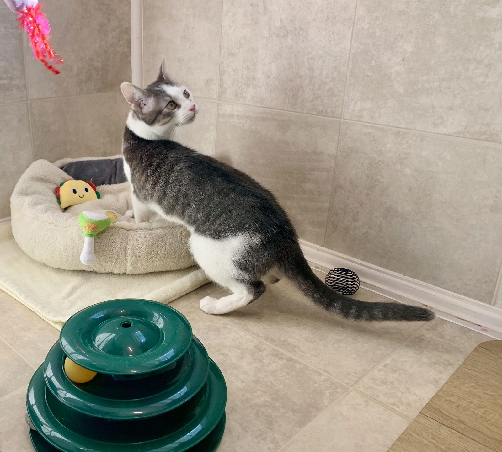 Enlarge Richard, a Adoptable mixed breed in Mc Cormick, SC image 2/3