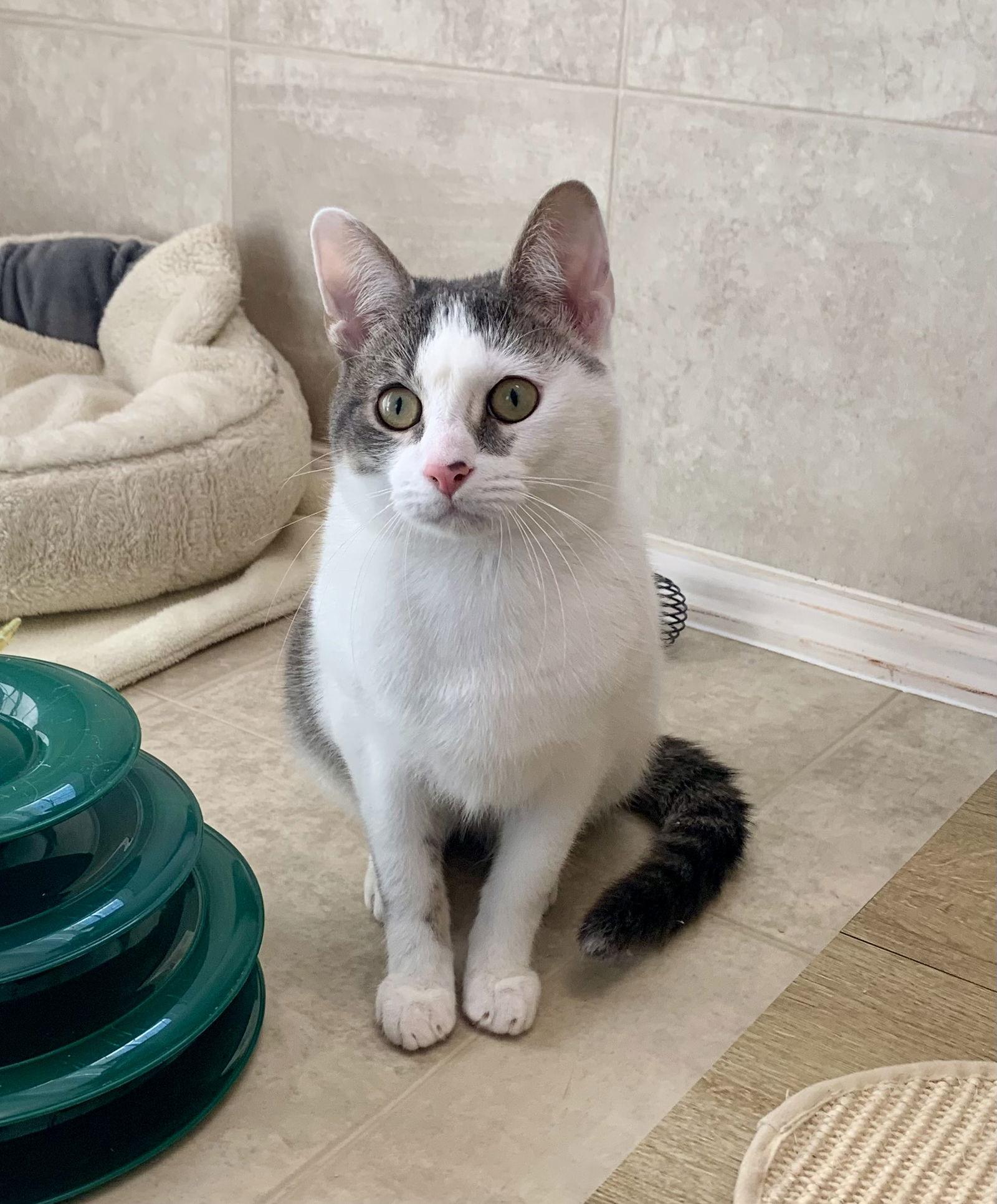 Enlarge Richard, a Adoptable mixed breed in Mc Cormick, SC image 3/3