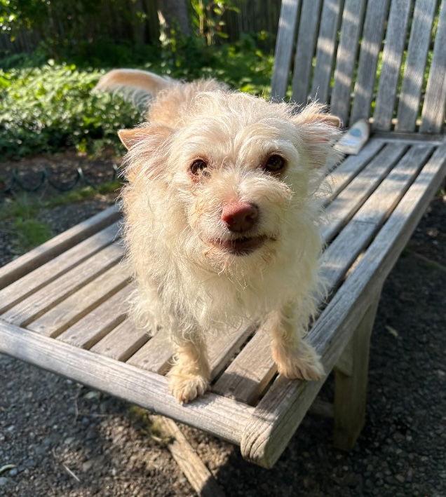 Mari, Adoptable, Adult Female Cairn Terrier.