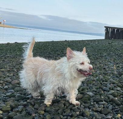 Mari, a Adoptable Cairn Terrier in Seattle, WA image 2/3
