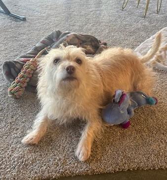 Mari, a Adoptable Cairn Terrier in Seattle, WA image 3/3