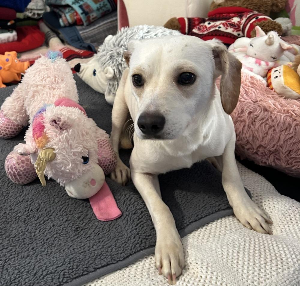 Ziggy, Adoptable, Adult Male Labrador Retriever & Chihuahua.