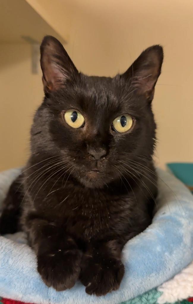 City Slicker, Adoptable, Adult Male Domestic Medium Hair.
