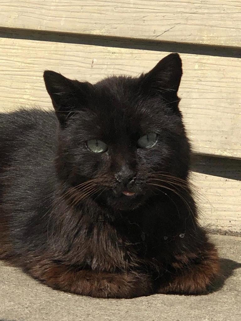 City Slicker, a Adoptable mixed breed in Windsor, CT image 2/2