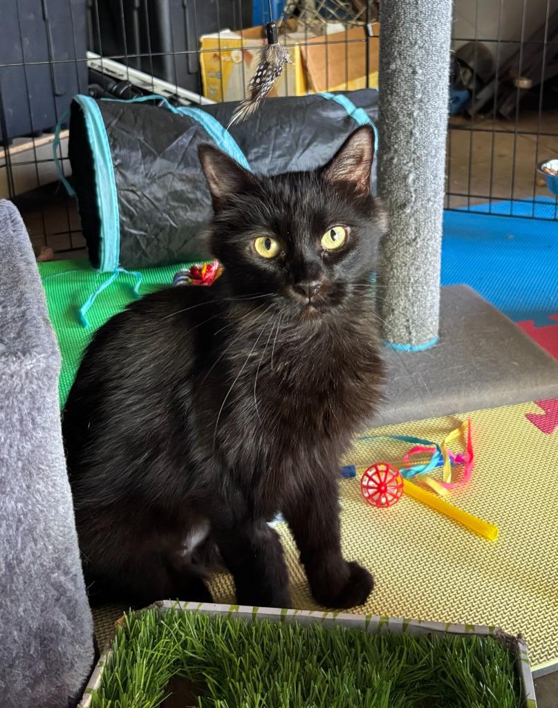 Legatha, a Adoptable Domestic Short Hair in Cloquet, MN image 1/2