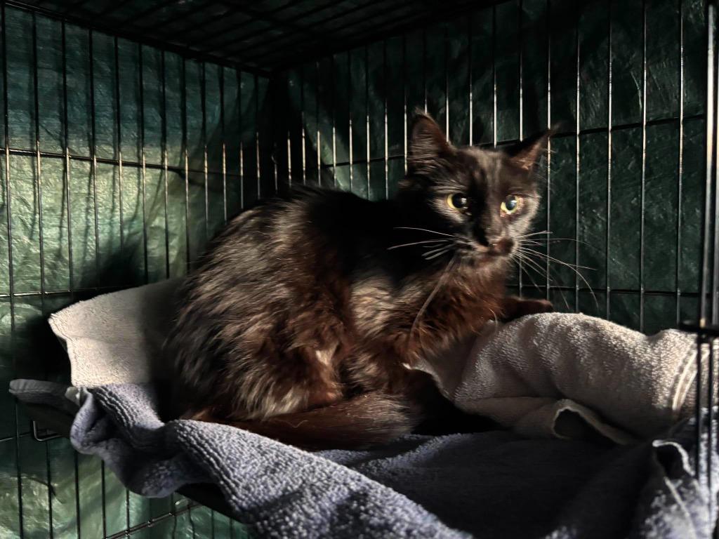 Legatha, a Adoptable Domestic Short Hair in Cloquet, MN image 2/2
