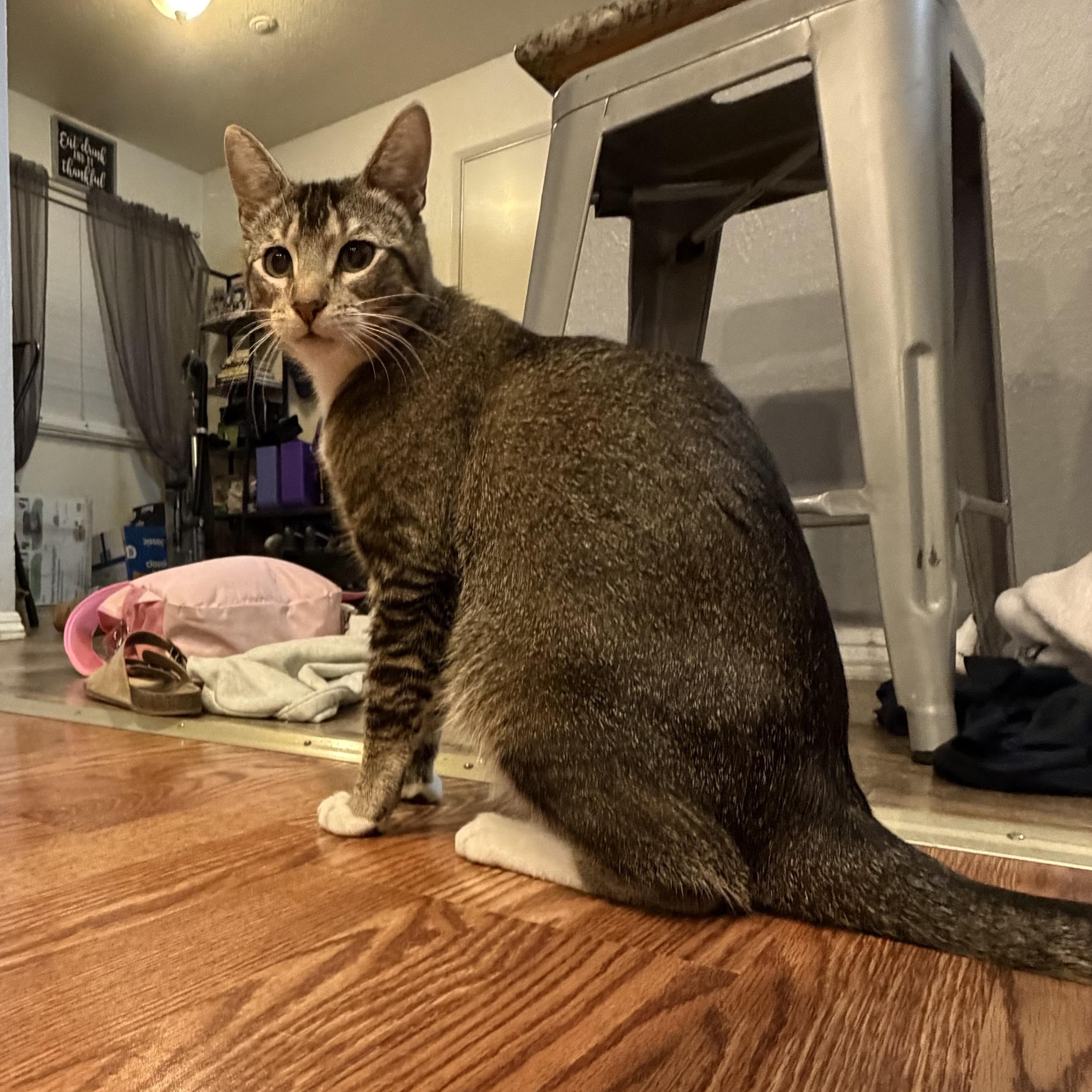 Enlarge Jojo INDOOR ONLY, a Adoptable mixed breed in Stockton, CA image 5/6