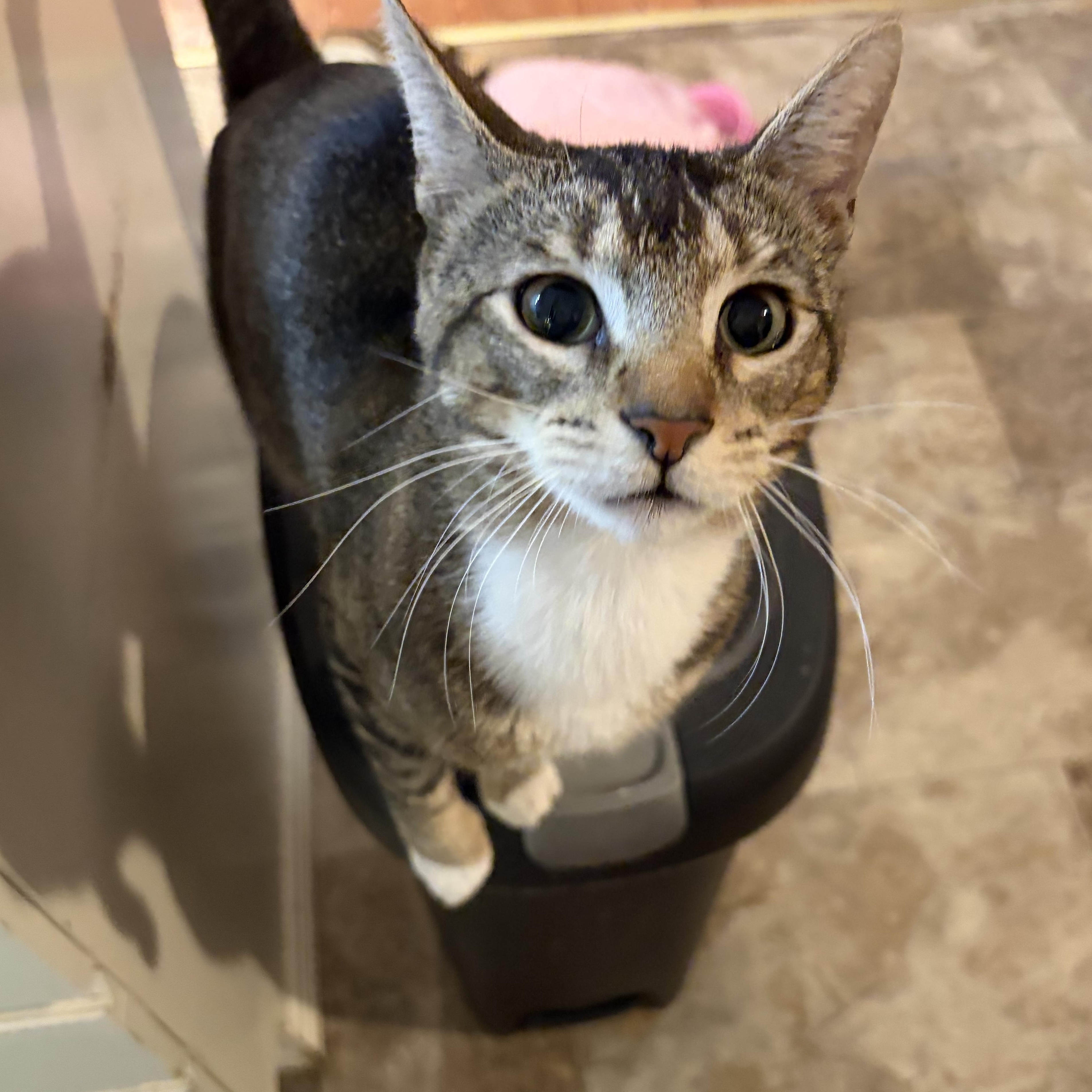 Enlarge Jojo INDOOR ONLY, a Adoptable mixed breed in Stockton, CA image 1/6