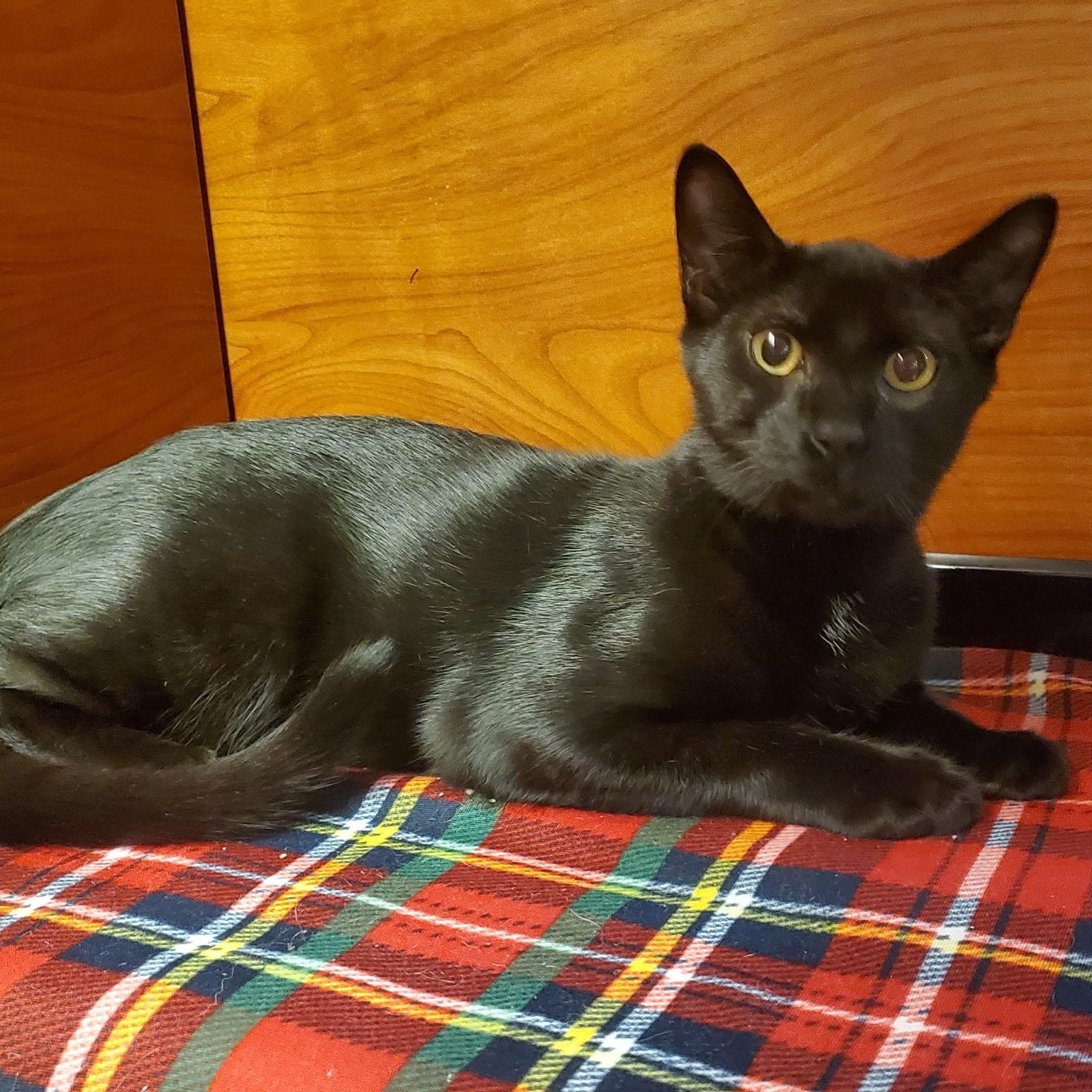 Marcus, Adoptable, Kitten Male Domestic Short Hair.