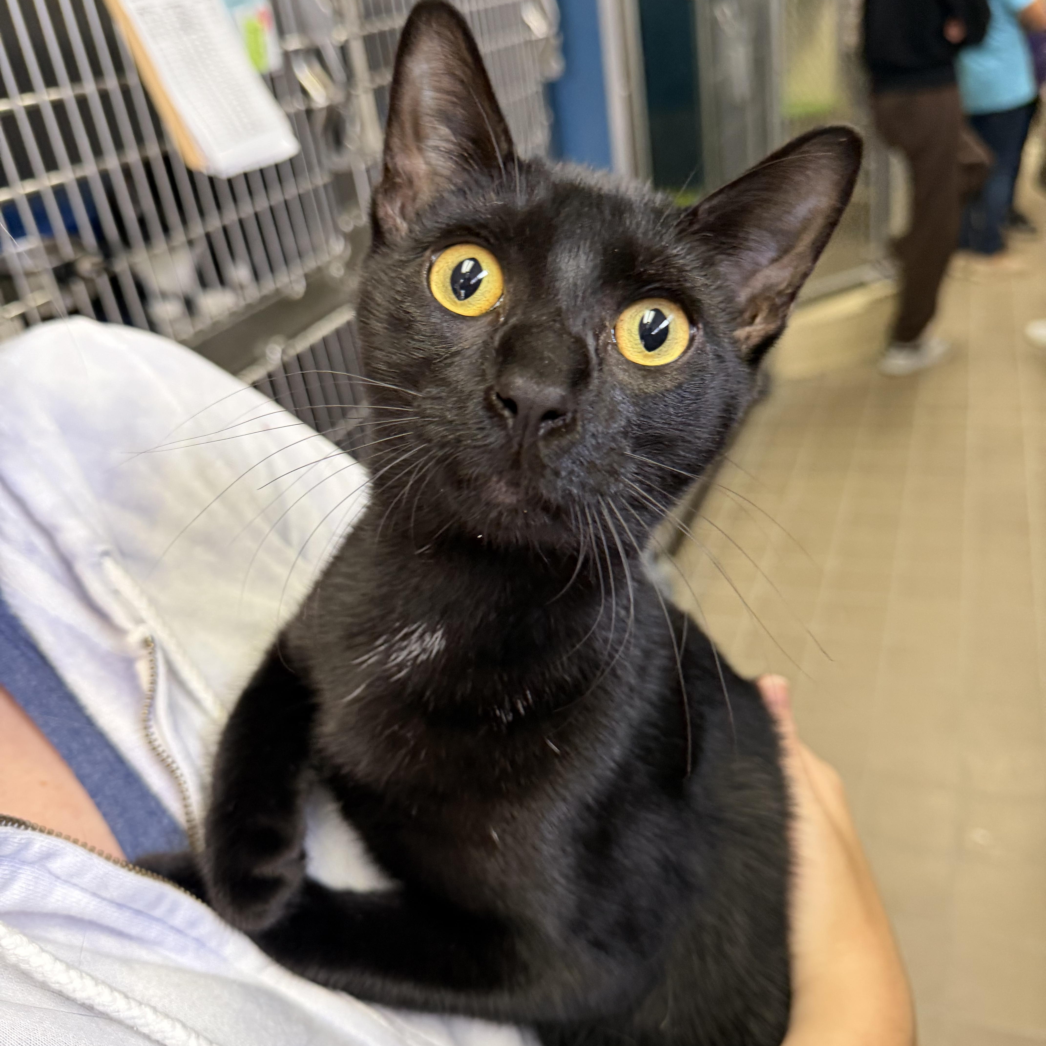 Marcus, a Adoptable Domestic Short Hair in Wantagh, NY image 1/5