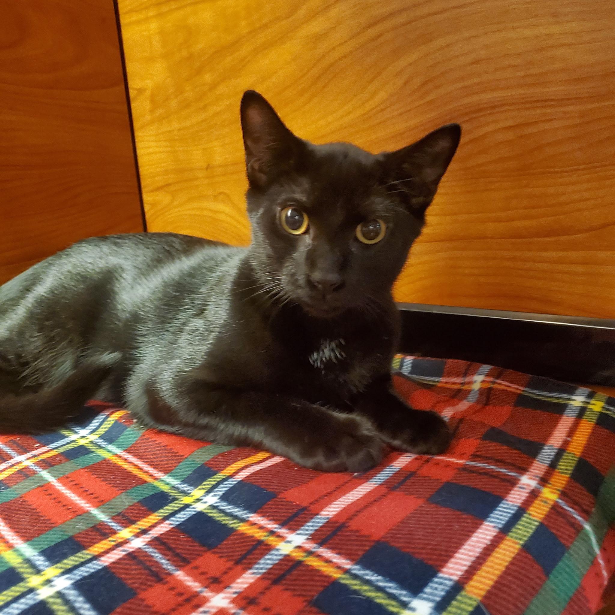 Marcus, a Adoptable Domestic Short Hair in Wantagh, NY image 4/5