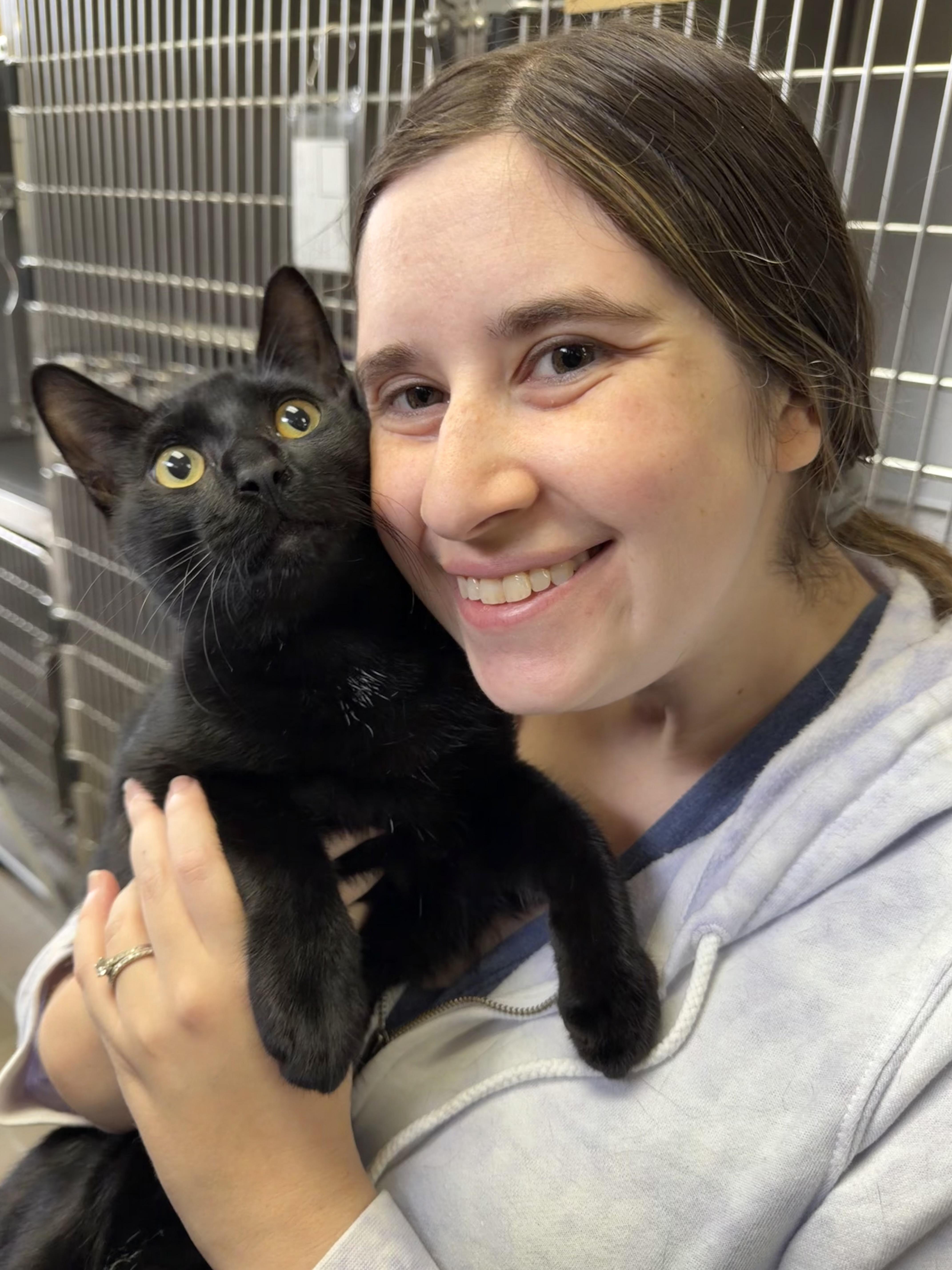 Marcus, a Adoptable Domestic Short Hair in Wantagh, NY image 2/5