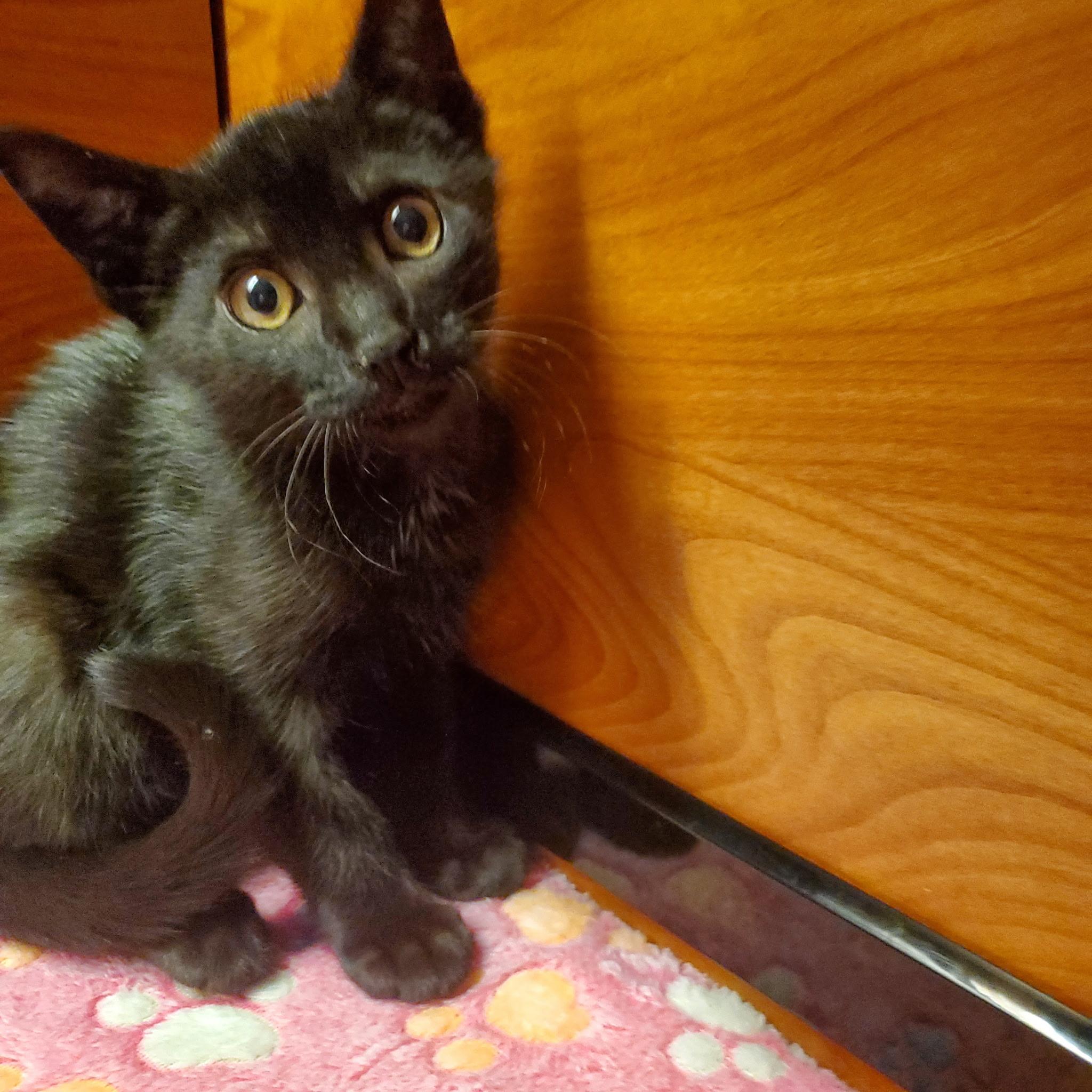 Marcus, a Adoptable Domestic Short Hair in Wantagh, NY image 5/5