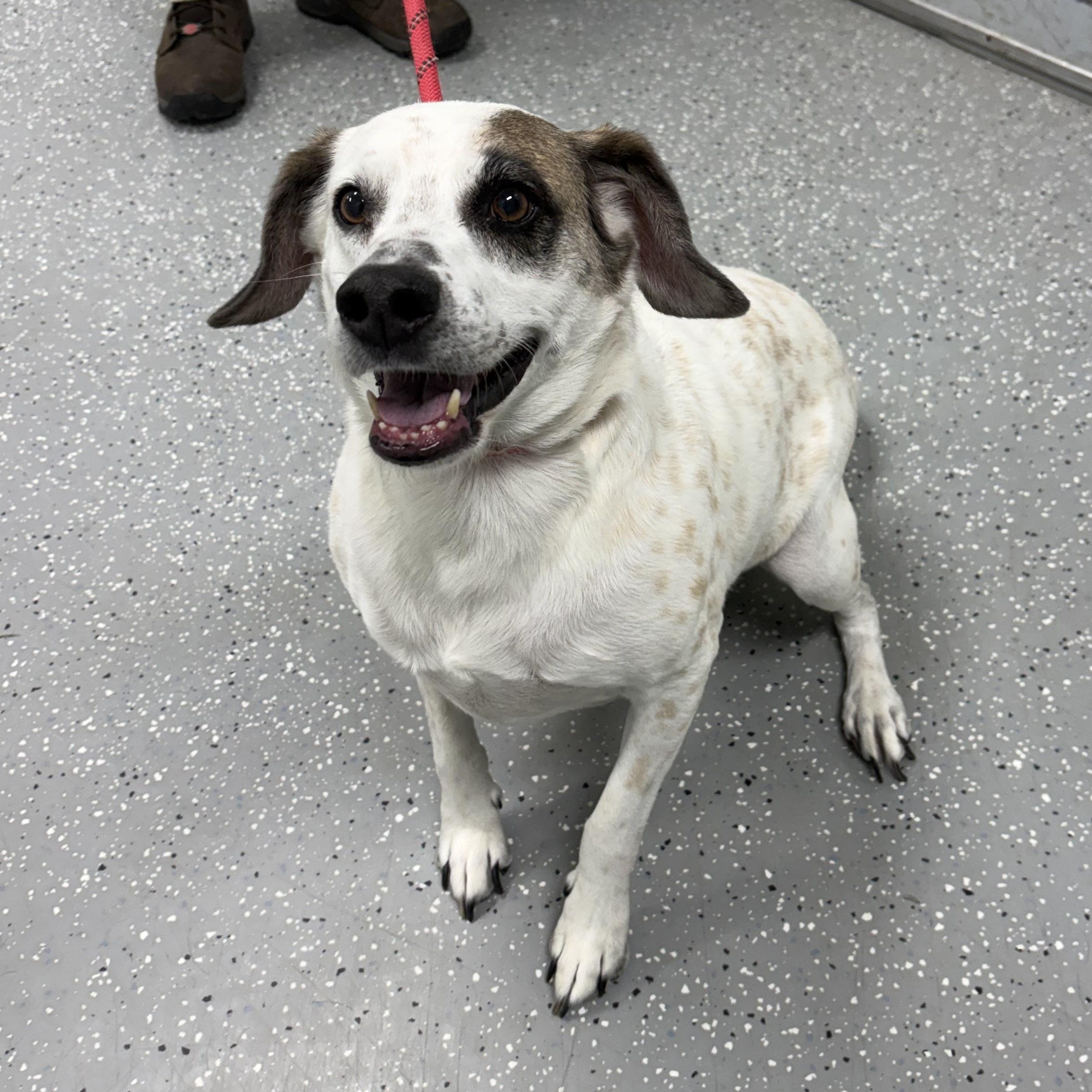 Enlarge Ranger, a Adopted mixed breed in Bardstown, KY image 5/6