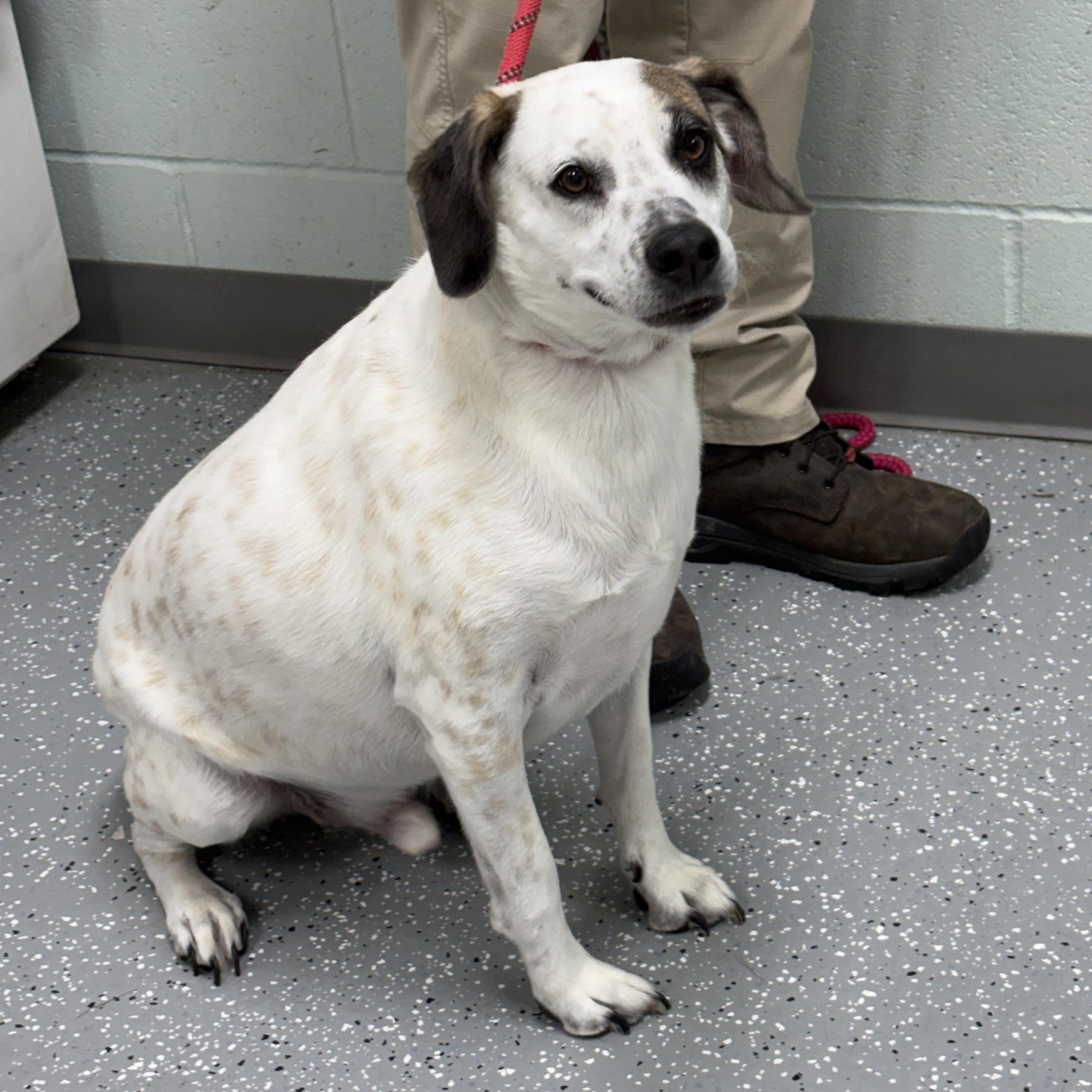 Enlarge Ranger, a Adopted mixed breed in Bardstown, KY image 6/6