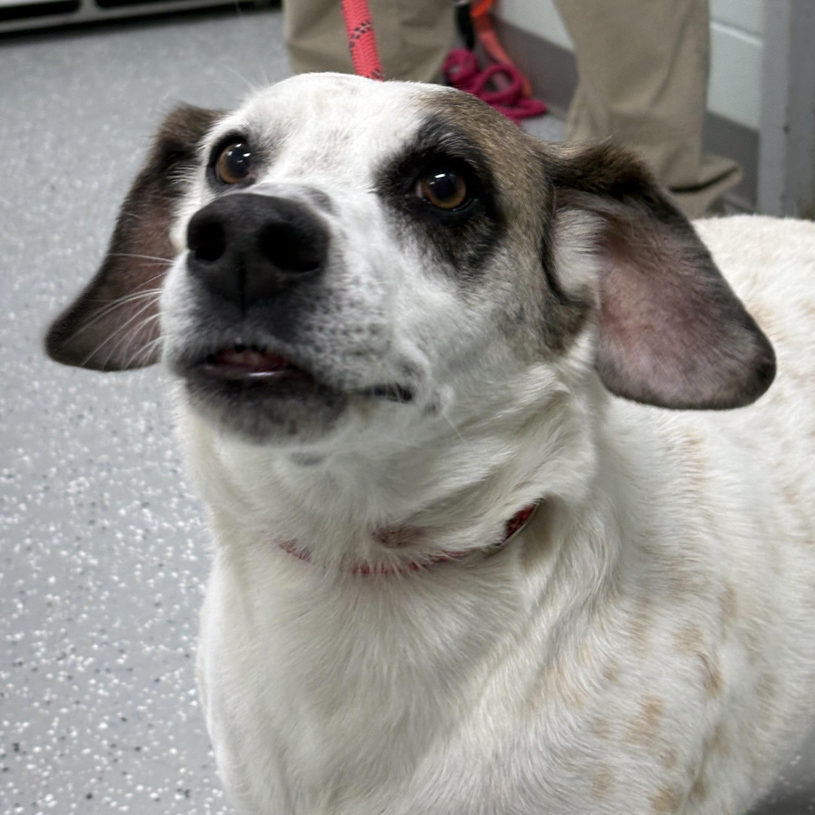 Ranger, Adopted, Adult Male Beagle.