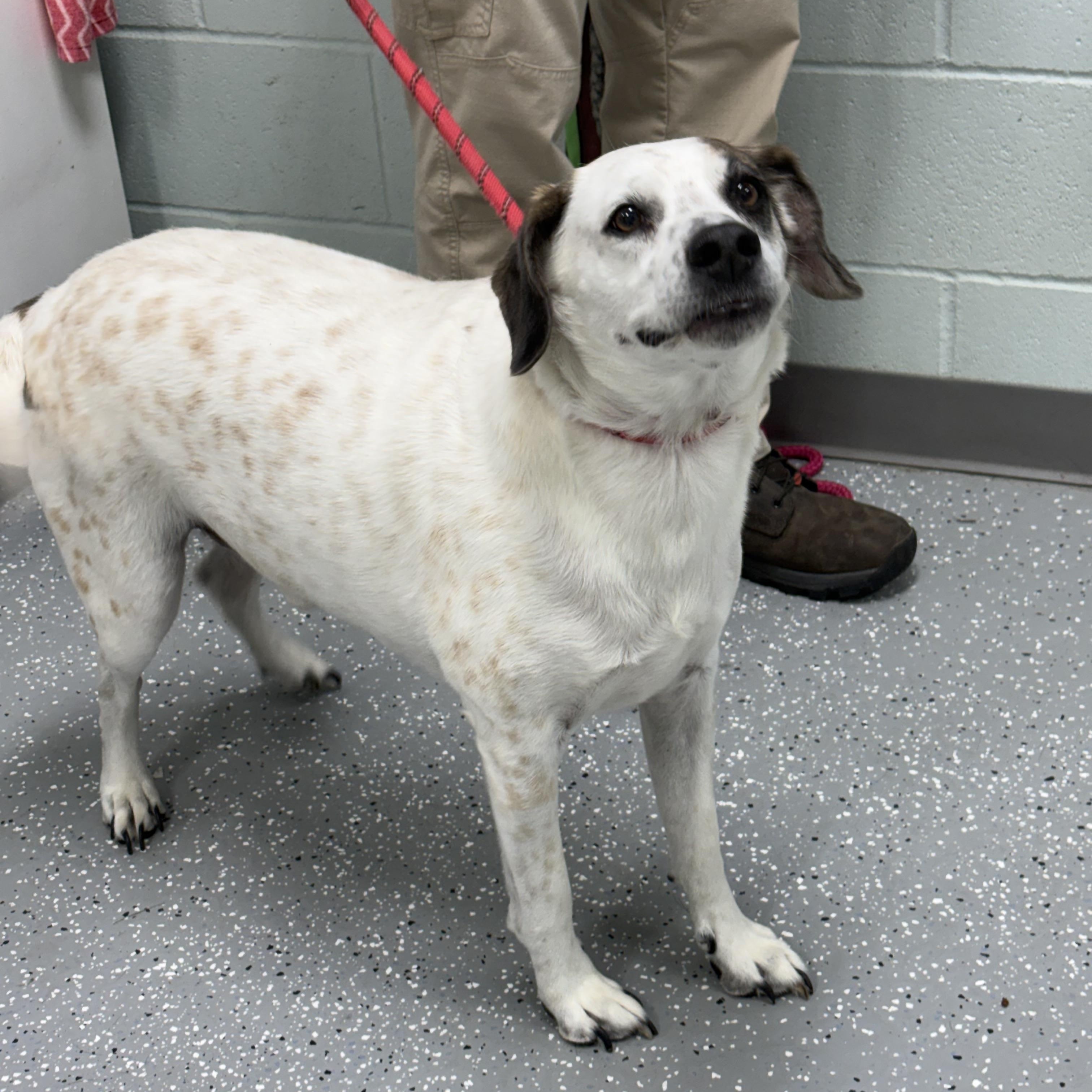 Enlarge Ranger, a Adopted mixed breed in Bardstown, KY image 3/6