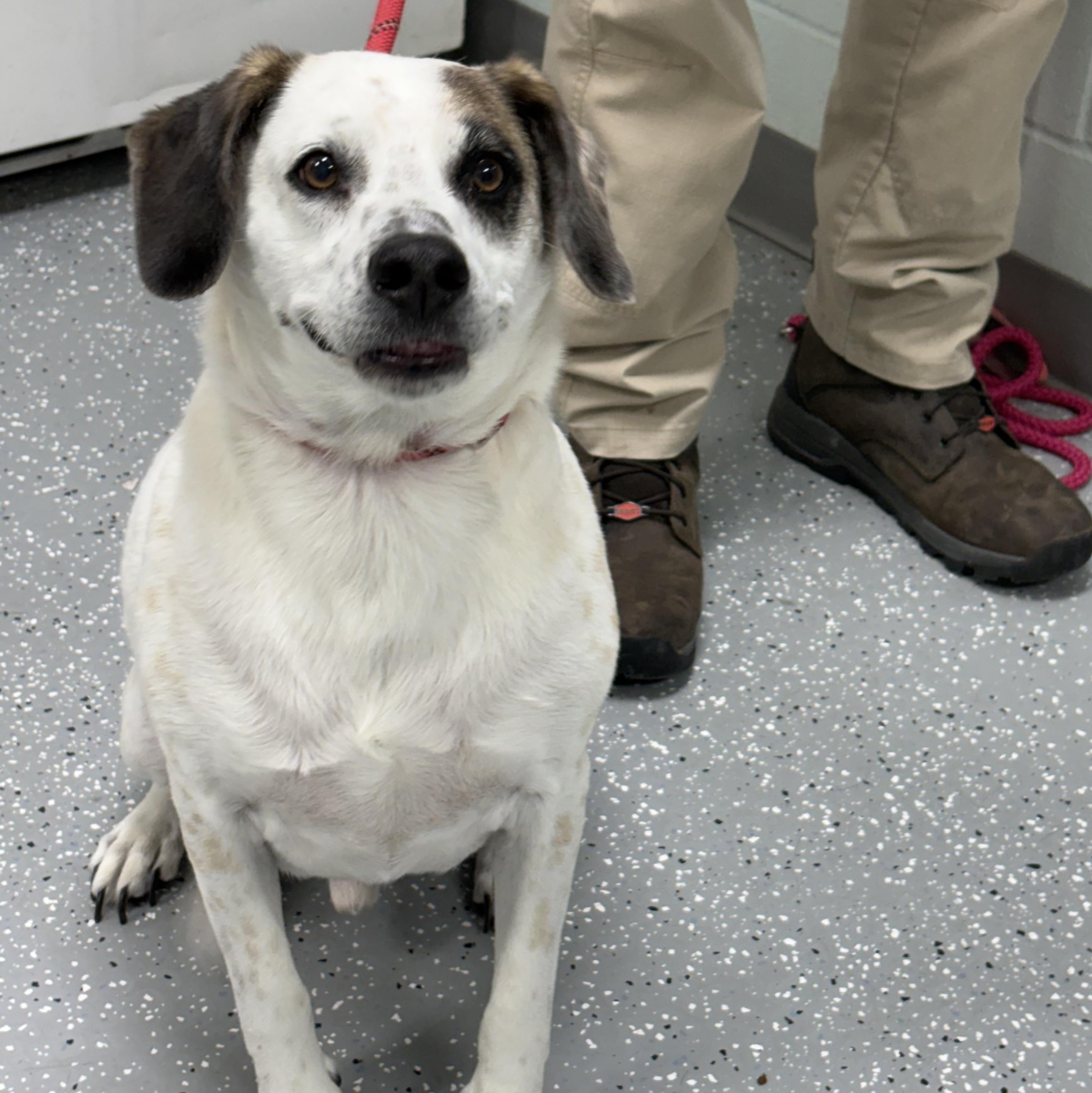 Enlarge Ranger, a Adopted mixed breed in Bardstown, KY image 2/6