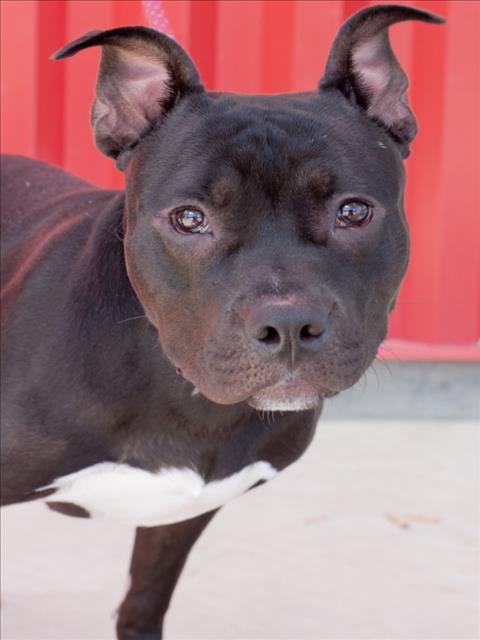 Enlarge LIEUTENANT DAN, a Adoptable Pit Bull Terrier in Tracy, CA image 1/1